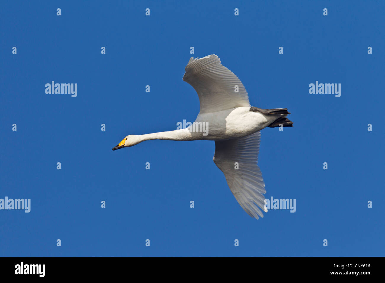 Whooper swan (Cygnus Cygnus), flying adulto, Germania, Schleswig-Holstein Foto Stock