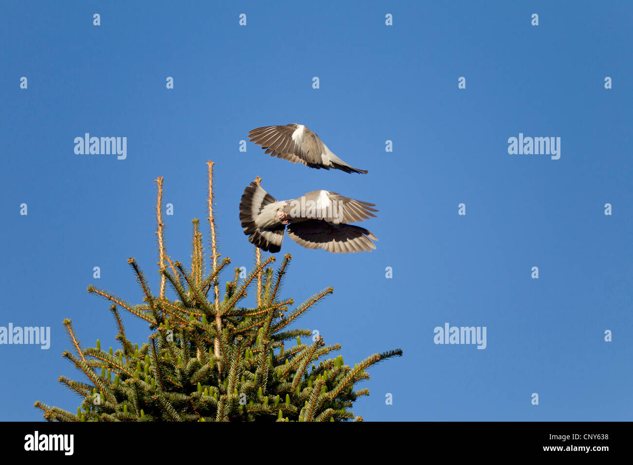 Il Colombaccio ( Columba palumbus), di due uccelli combattimenti in aria per un luogo di nidificazione in una struttura ad albero superiore, Germania, Schleswig-Holstein Foto Stock