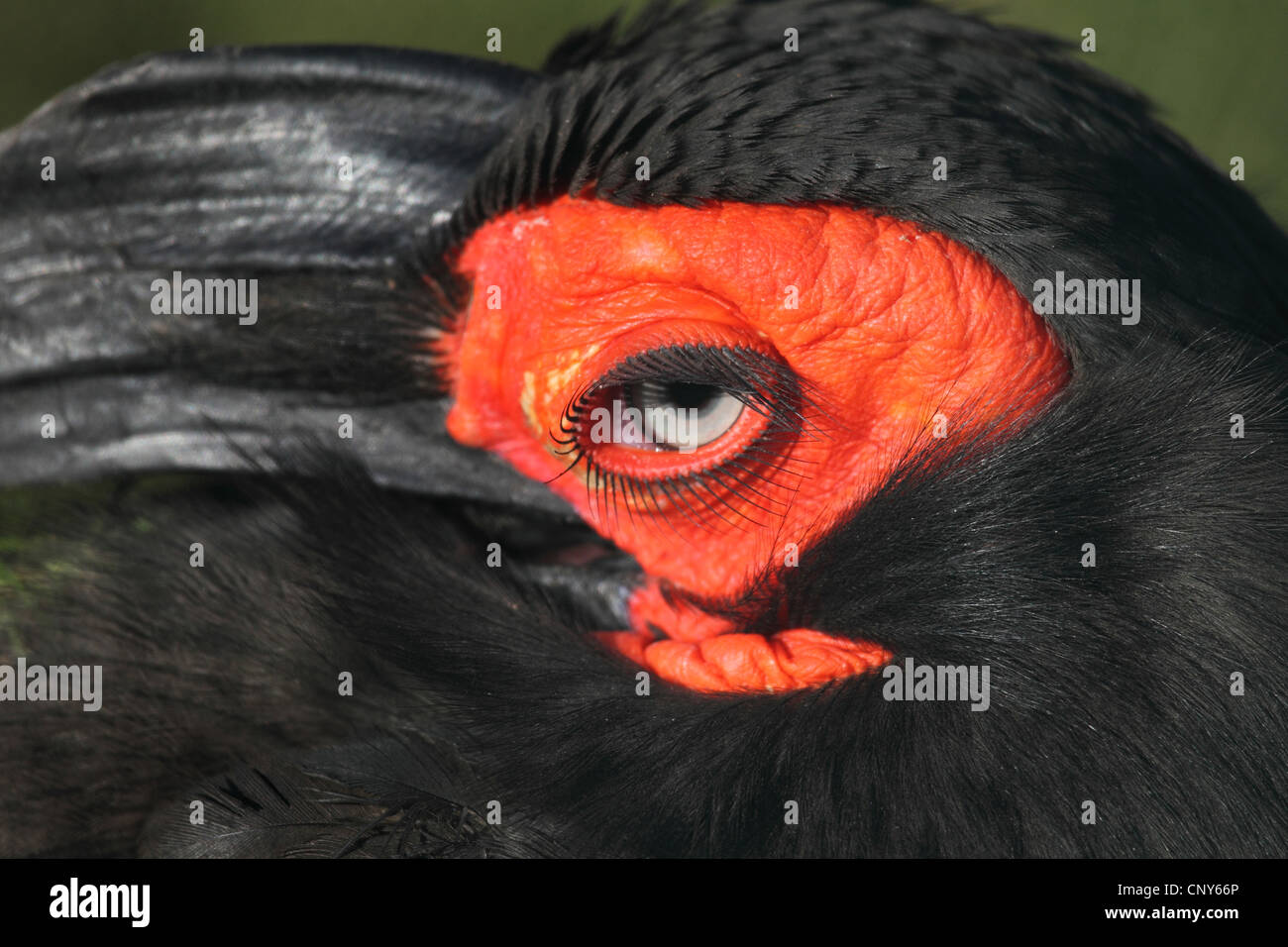 Massa meridionale hornbill (Bucorvus leadbeateri), close-up di un occhio Foto Stock