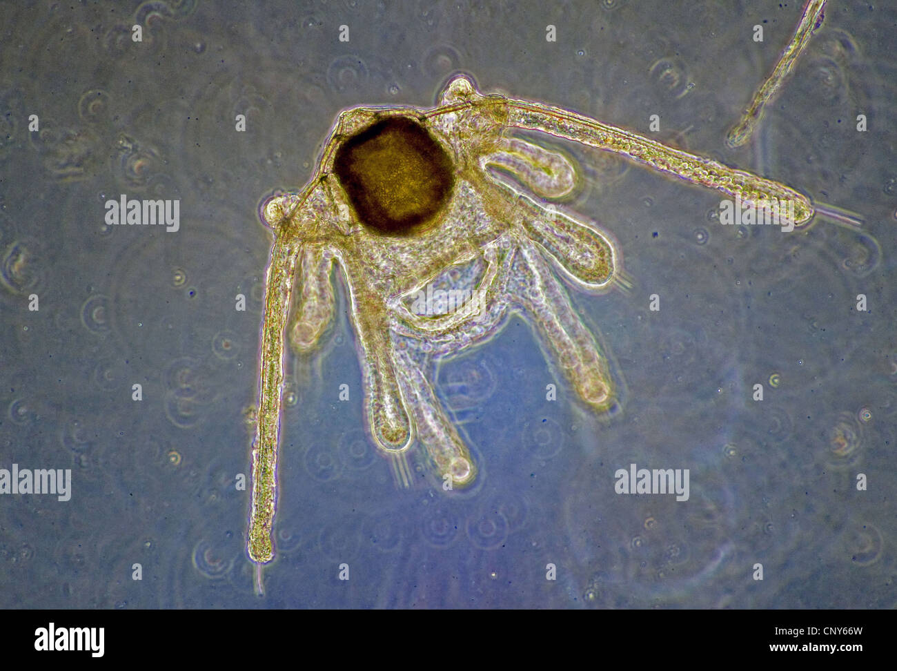 Planctonic larve di una stella fragile, eventualmente Ophiura sp. Foto Stock