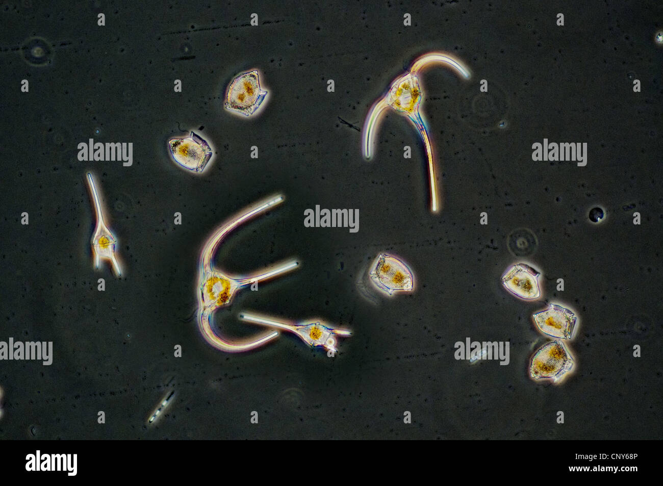 Dinoflagellates dai generi Dinophysis e Ceratium visto attraverso un microscopio. Raccolti dalle acque della Norvegia meridionale nei primi giorni di giugno 2010., Norvegia Foto Stock