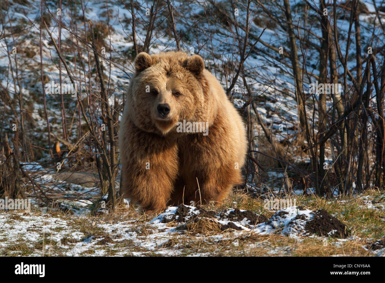 L'orso bruno (Ursus arctos), im Winter, Germania Foto Stock