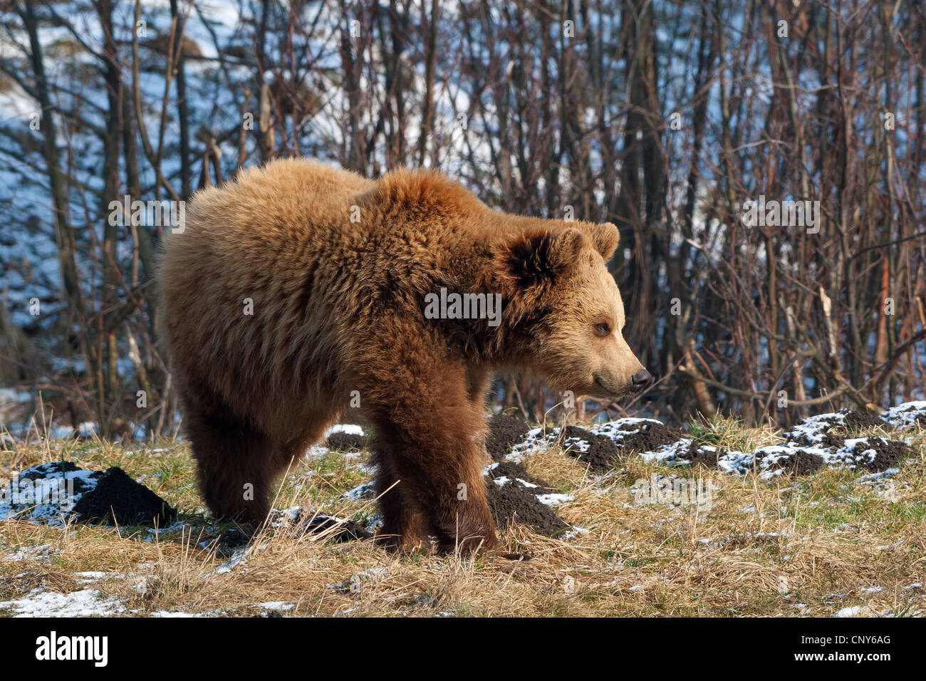 L'orso bruno (Ursus arctos), su di un prato in inverno, Germania, Monaco, Poing, Wildpark Foto Stock