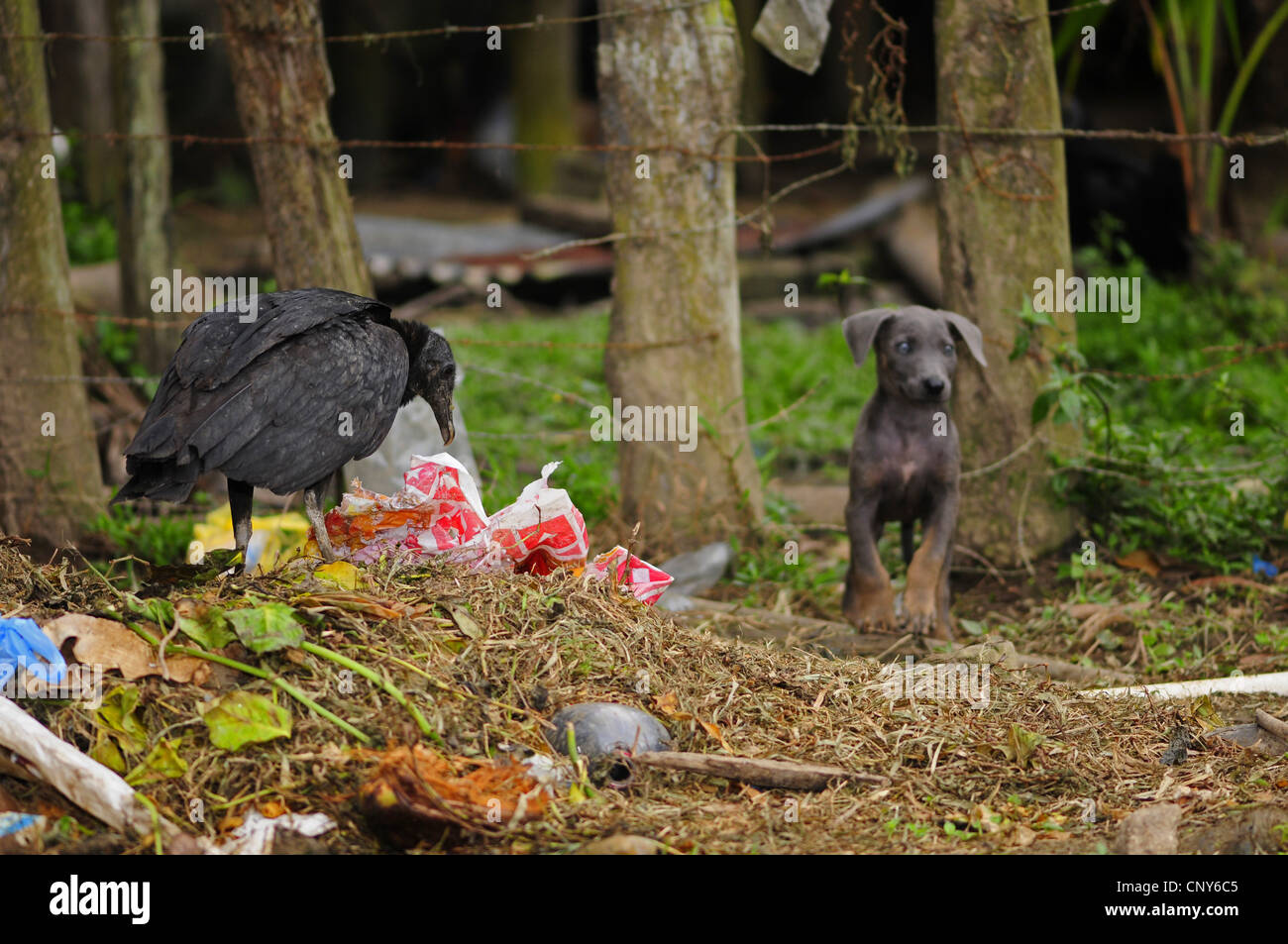 American avvoltoio nero (Coragyps atratus), alla ricerca di cibo in eri, Honduras, Gracias a Dios, Brus Laguna Foto Stock