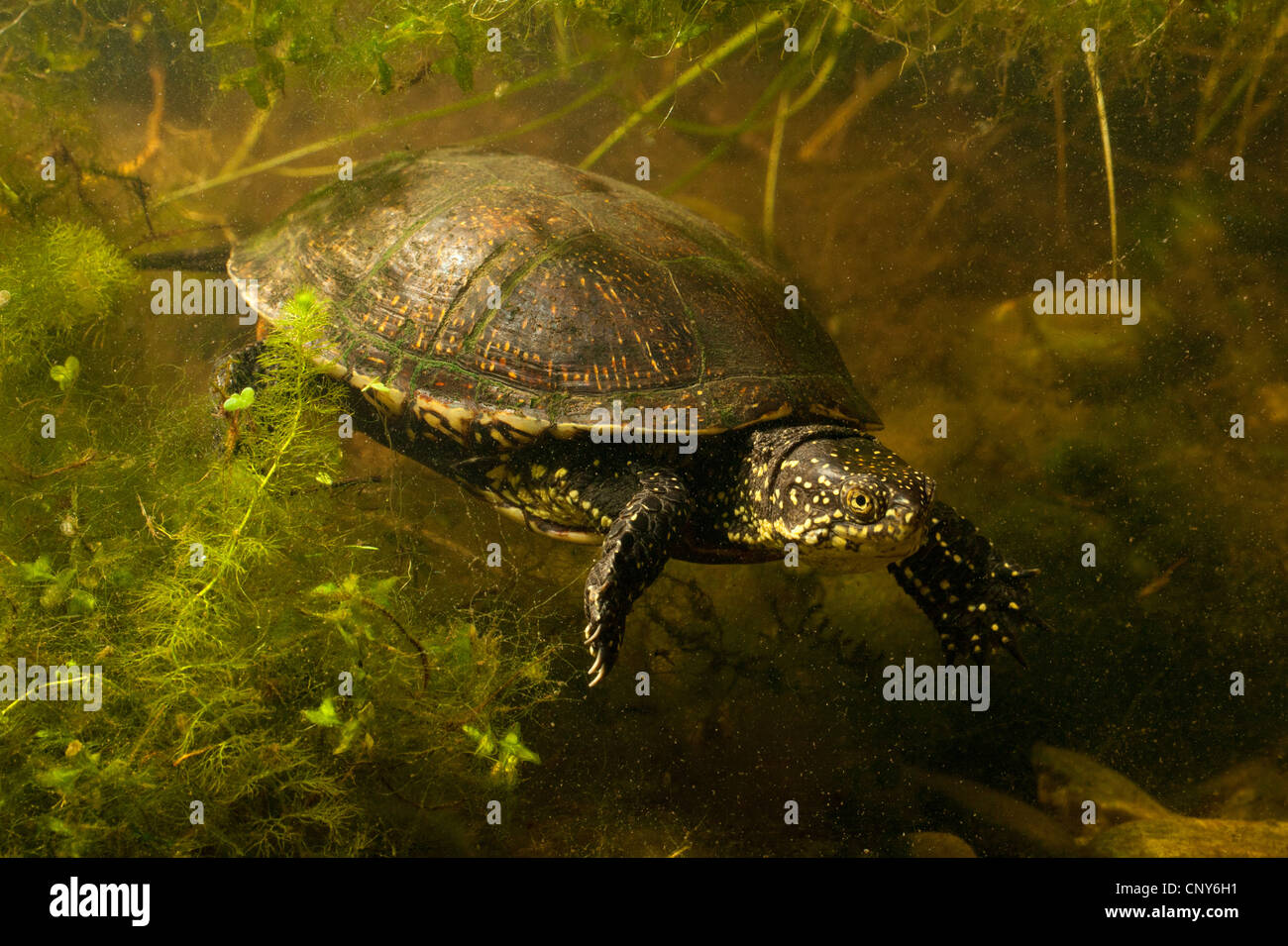 European pond terrapin, testuggine palustre, European pond tartaruga (Emys orbicularis), Immersioni subacquee Foto Stock