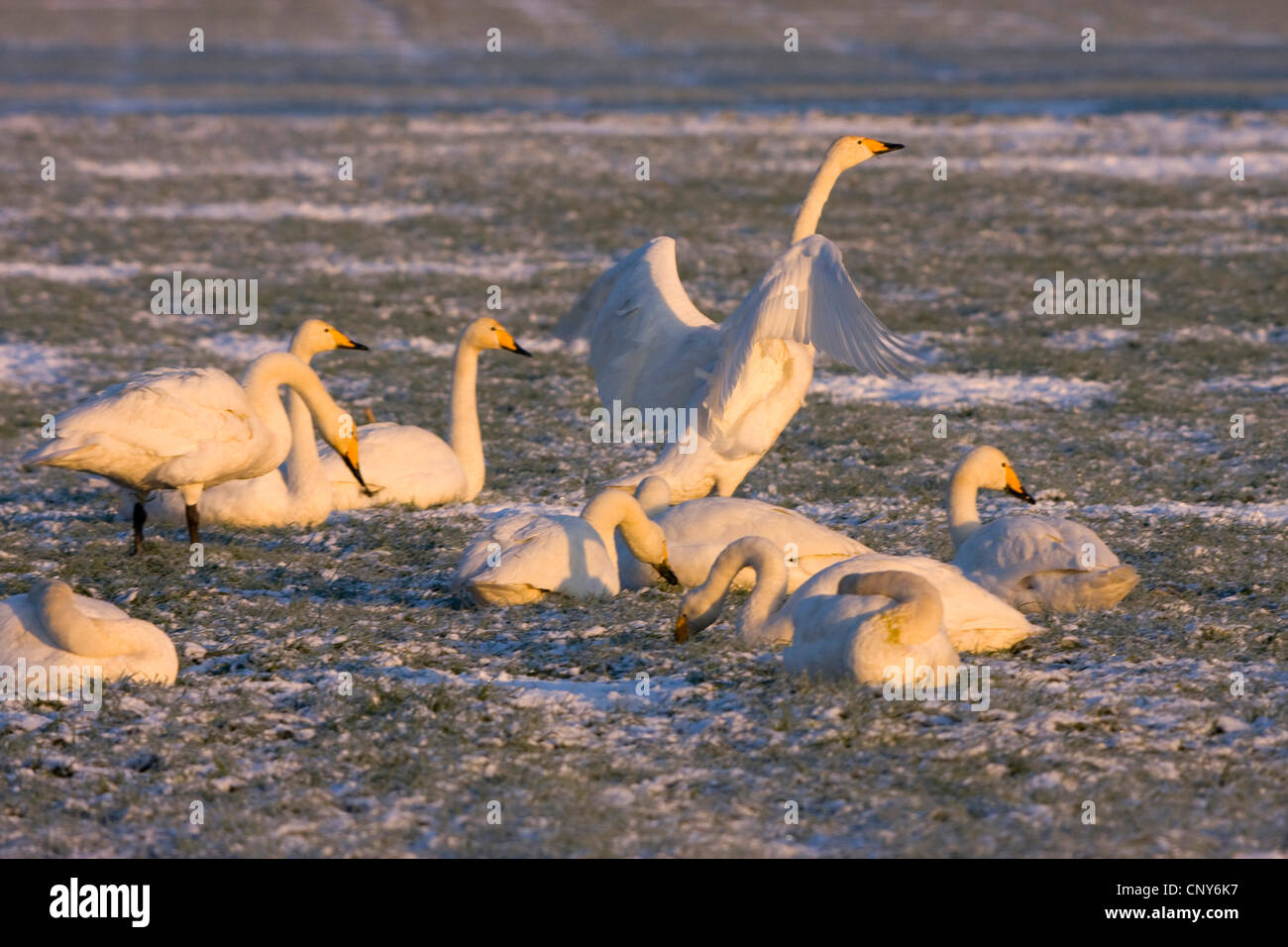 Whooper swan (Cygnus Cygnus), nella luce del mattino su un prato di inverno, Austria Foto Stock