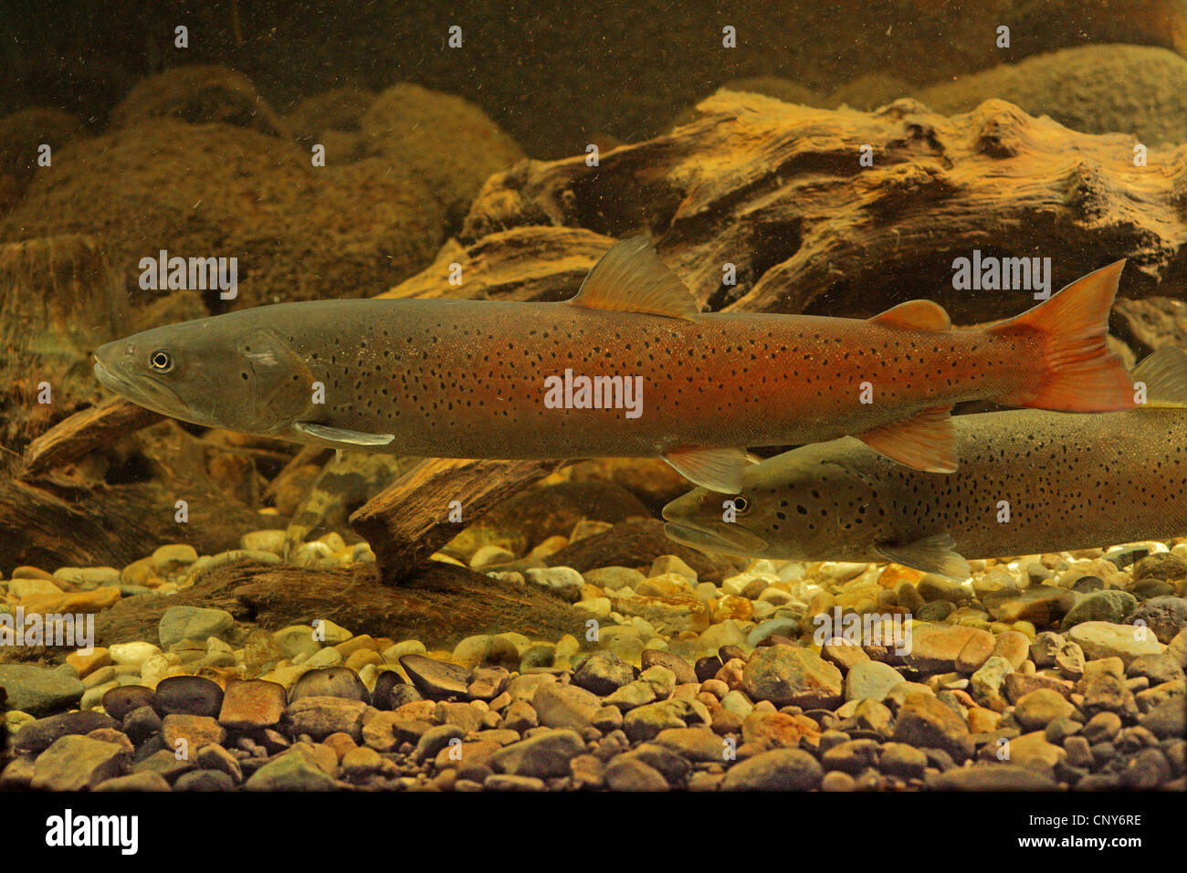 Il salmone del Danubio, huchen (Hucho hucho), milkner nella colorazione nuziale Foto Stock