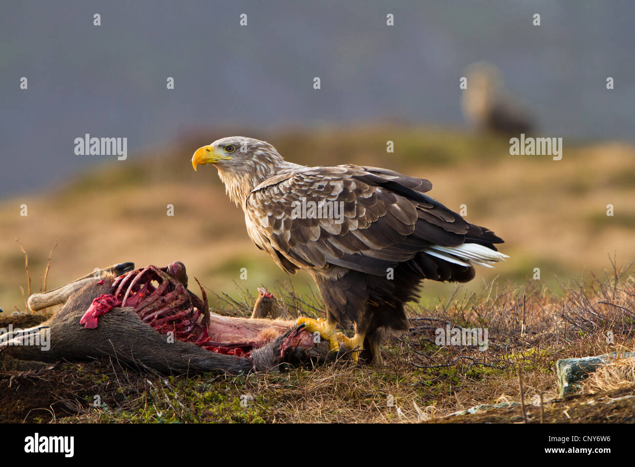 White-tailed sea eagle (Haliaeetus albicilla), alimentando il cervo morto, Norvegia Foto Stock