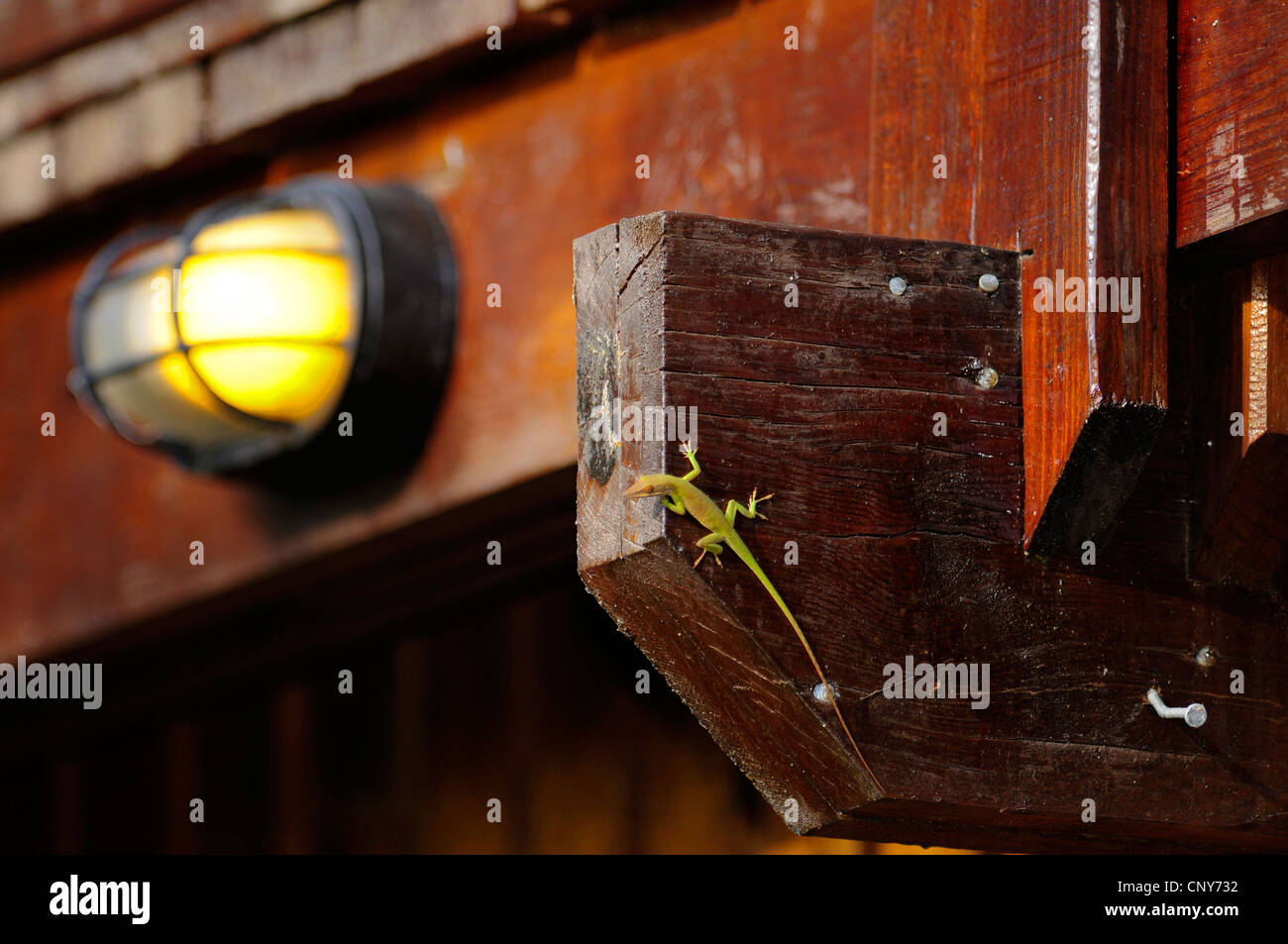 Allisons anole, Allison (anole Anolis allisoni), haenging al timpano di una legnaia, Honduras, Roatan Foto Stock