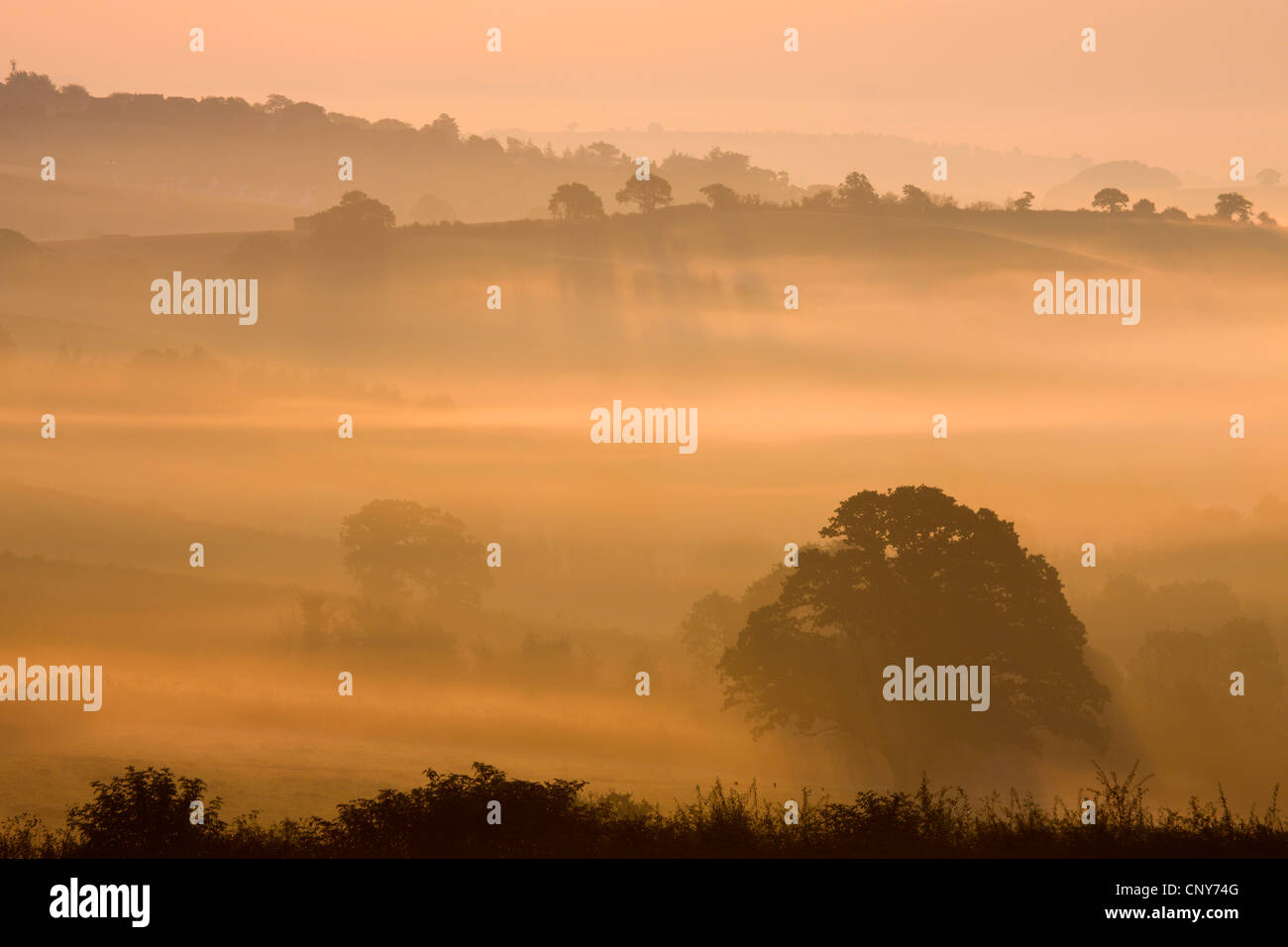Nebbia avvolta Devon paesaggio all'alba vicino a Crediton, Inghilterra Foto Stock