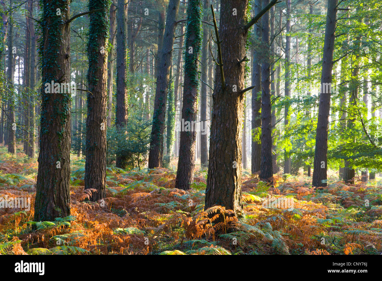 Autunno nebbiosa mattina in un bosco di pini vicino a Webber's Post, Parco Nazionale di Exmoor, Somerset, Inghilterra Foto Stock