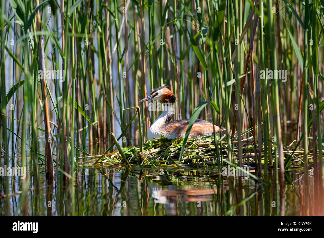 Svasso maggiore (Podiceps cristatus), sul nido di nuoto, in Germania, in Baviera, Staffelsee Foto Stock