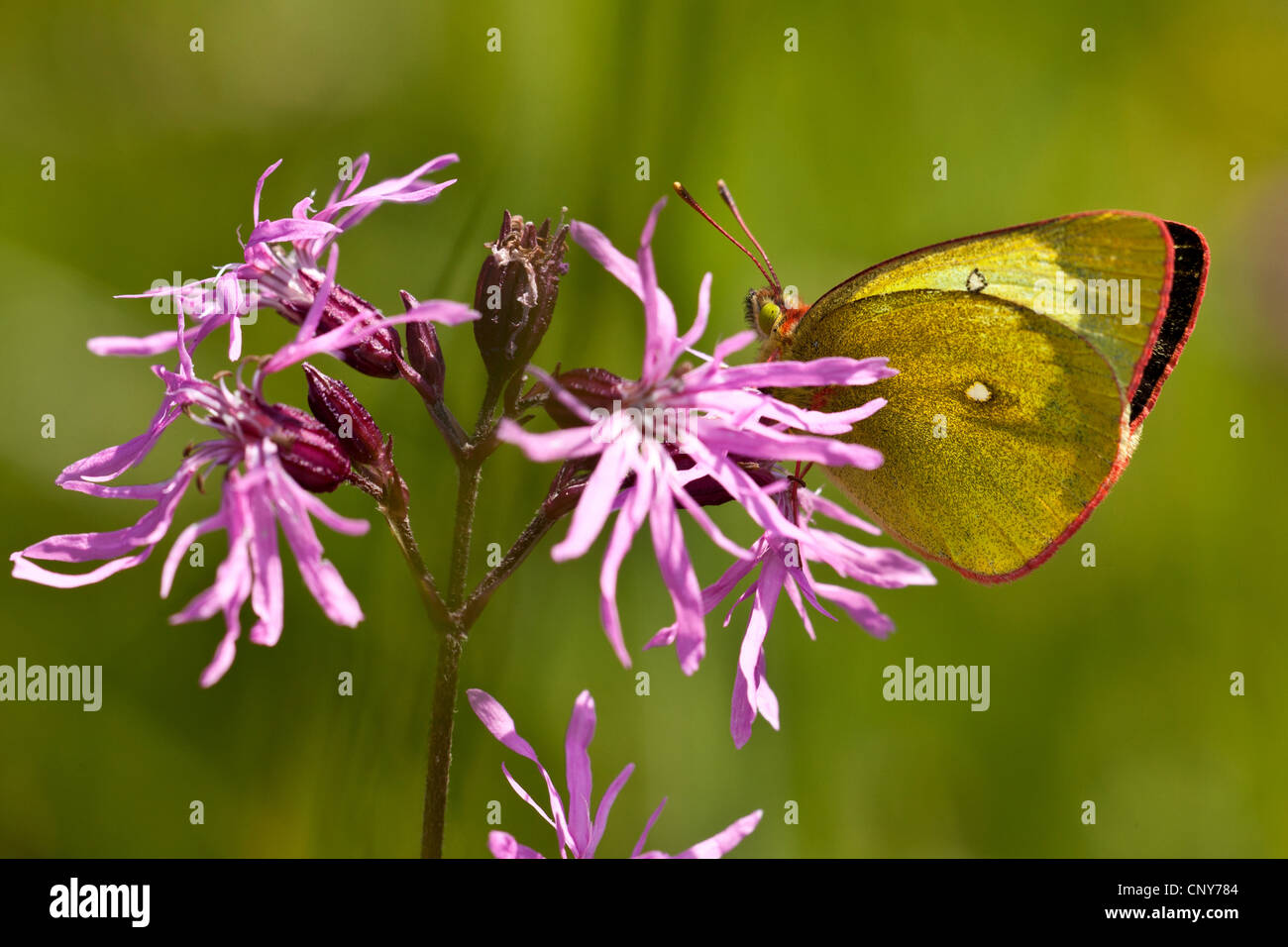 Moorland offuscato giallo (Colias palaeno), posta su ragged-robin, Germania Foto Stock