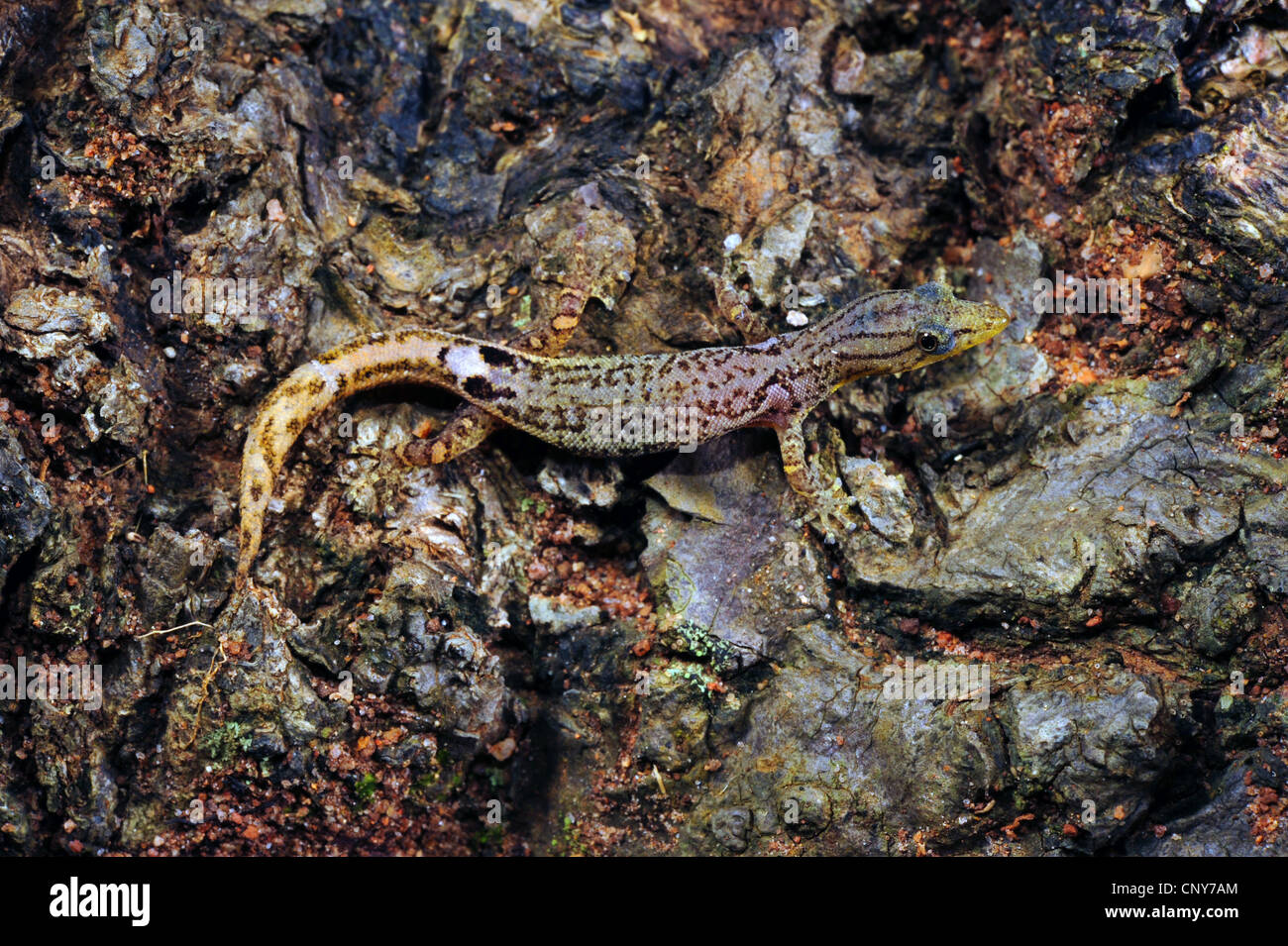 Avvistato almeno Gecko (Sphaerodactylus millepunctatus ), seduto su un ramo, Honduras, La Mosquitia Foto Stock