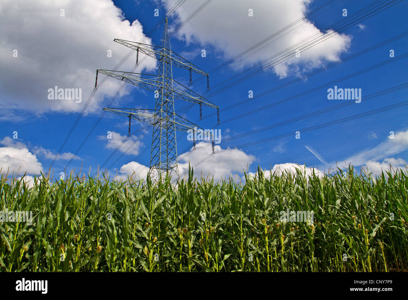 Mais indiano, mais (Zea mays), campo di mais e linee di alimentazione, in Germania, in Baviera Foto Stock