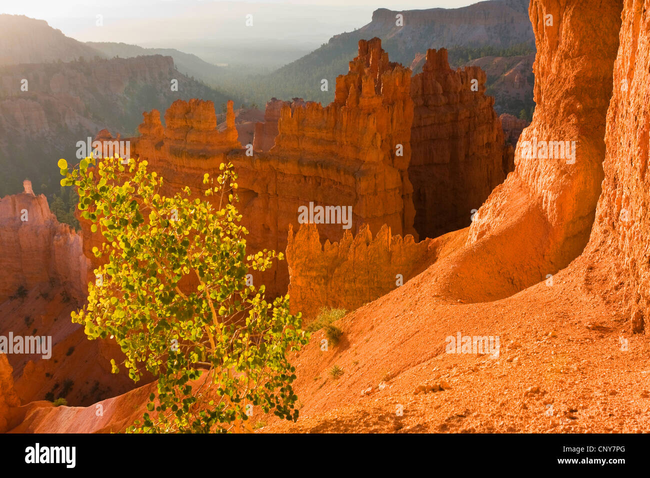 American aspen, vacilla aspen, tremante aspen (Populus tremuloides), crescente sul bordo del Bryce Canyon, STATI UNITI D'AMERICA, Utah, Parco Nazionale di Bryce Canyon, Colorado Plateau Foto Stock