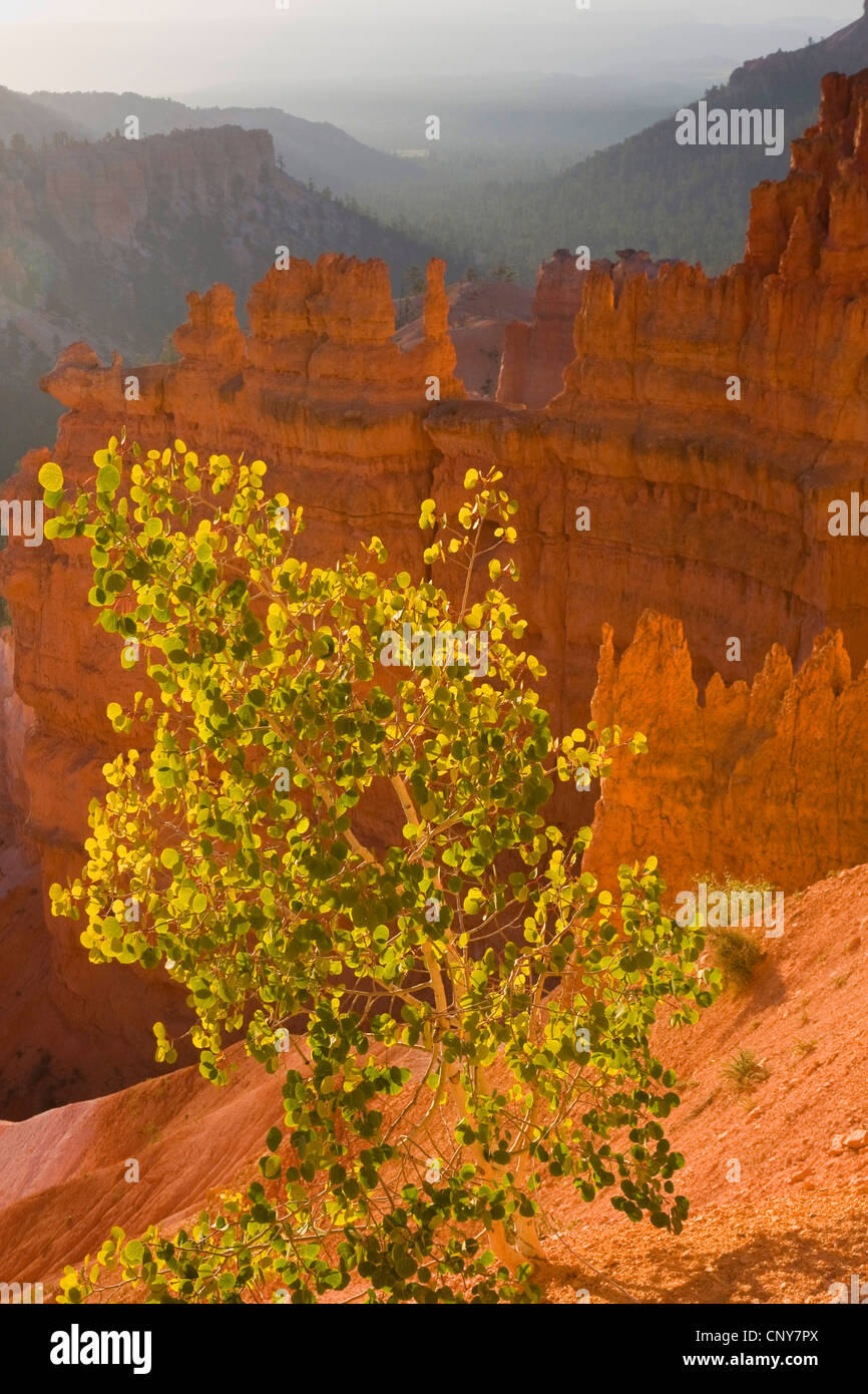 American aspen, vacilla aspen, tremante aspen (Populus tremuloides), crescente sul bordo del Bryce Canyon, STATI UNITI D'AMERICA, Utah, Parco Nazionale di Bryce Canyon, Colorado Plateau Foto Stock