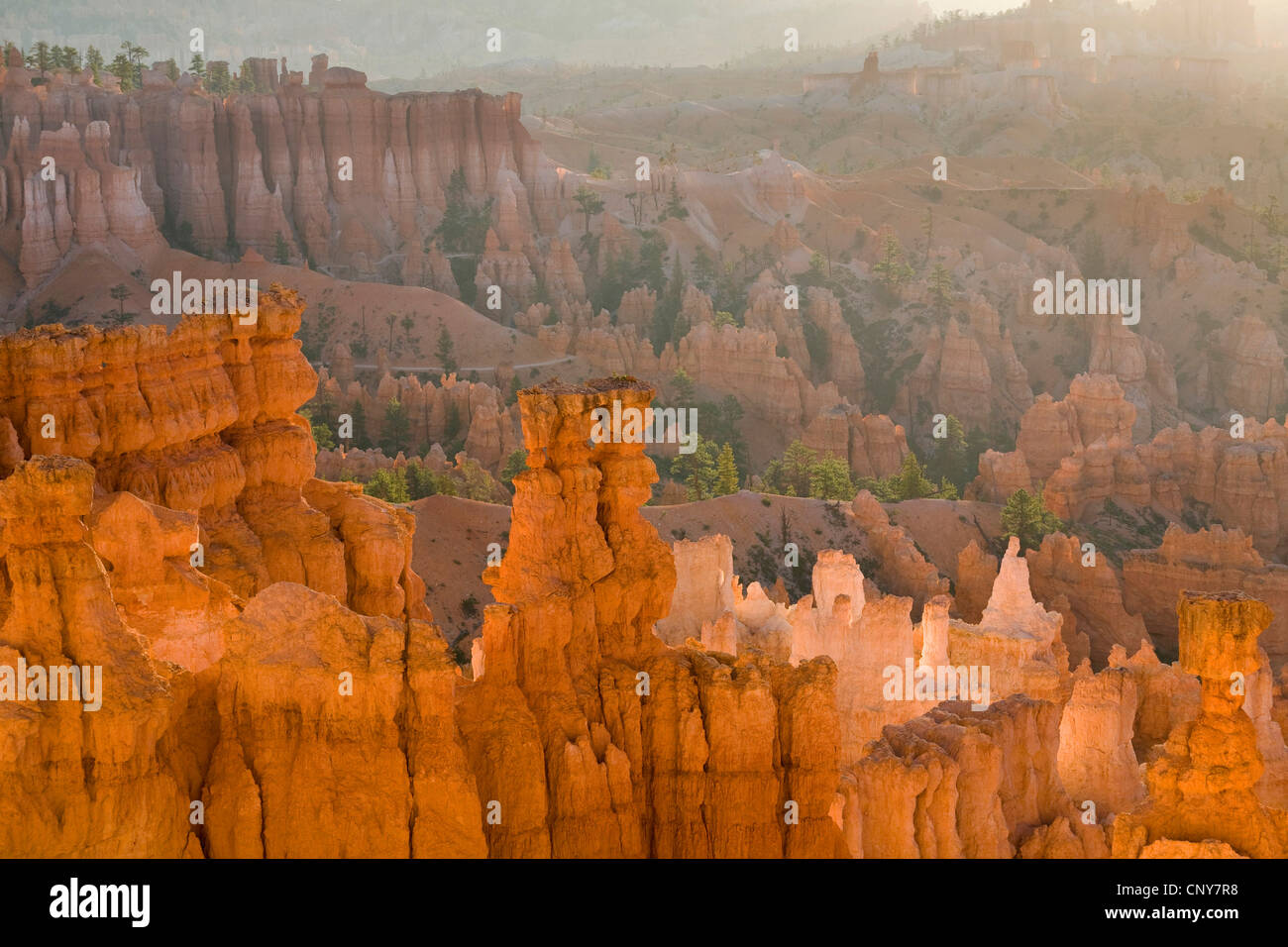Vista dal punto di tramonto al gigante anfiteatro naturale con pilastri erosa di rocce chiamato hoodoos nella luce del mattino, USA Utah, Parco Nazionale di Bryce Canyon, Colorado Plateau Foto Stock