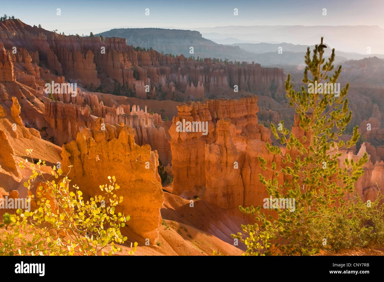 Agile pine (Pinus flexilis), crescendo sul bordo dell'anfiteatro romano di Bryce Canyon insieme con American aspen, Populus tremuloides, USA Utah, Parco Nazionale di Bryce Canyon, Colorado Plateau Foto Stock