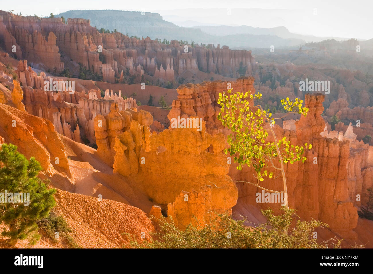 American aspen, vacilla aspen, tremante aspen (Populus tremuloides), crescendo sul bordo dell'anfiteatro romano di Bryce Canyon con Hoodoos, USA Utah, Parco Nazionale di Bryce Canyon, Colorado Plateau Foto Stock