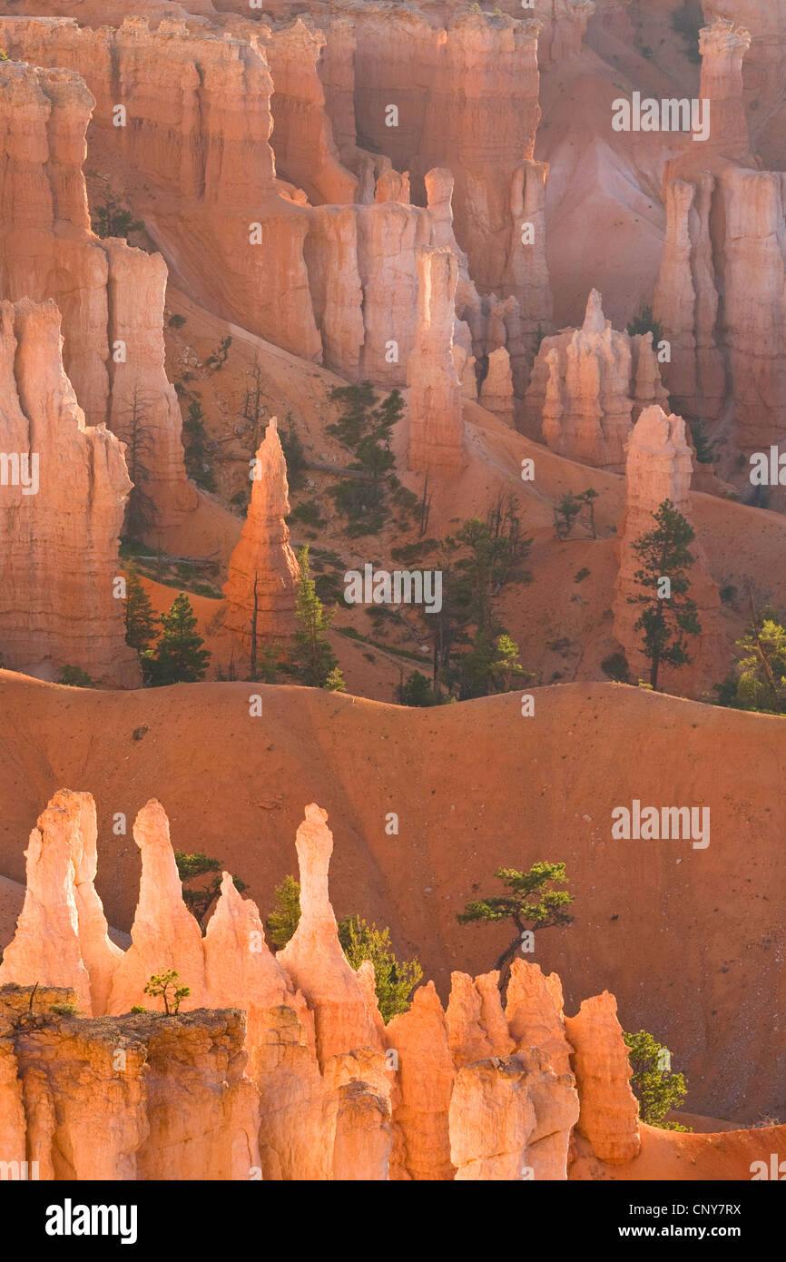 Hoodoos in anfiteatro naturale nella luce del mattino, USA Utah, Parco Nazionale di Bryce Canyon, Colorado Plateau Foto Stock