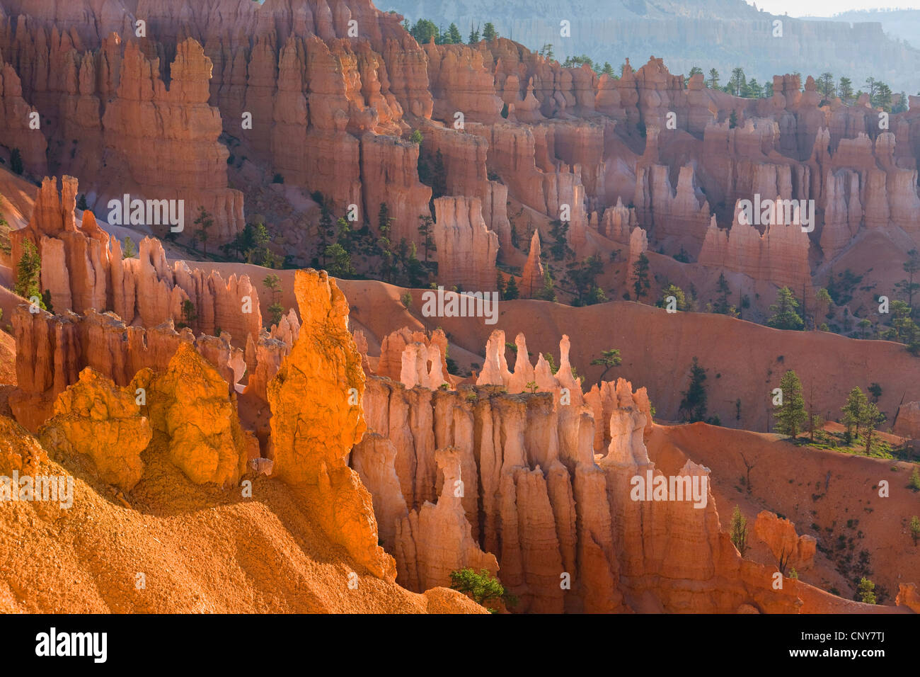 Vista dal punto di tramonto al gigante anfiteatro naturale con pilastri erosa di rocce chiamato hoodoos nella luce del mattino, USA Utah, Parco Nazionale di Bryce Canyon, Colorado Plateau Foto Stock