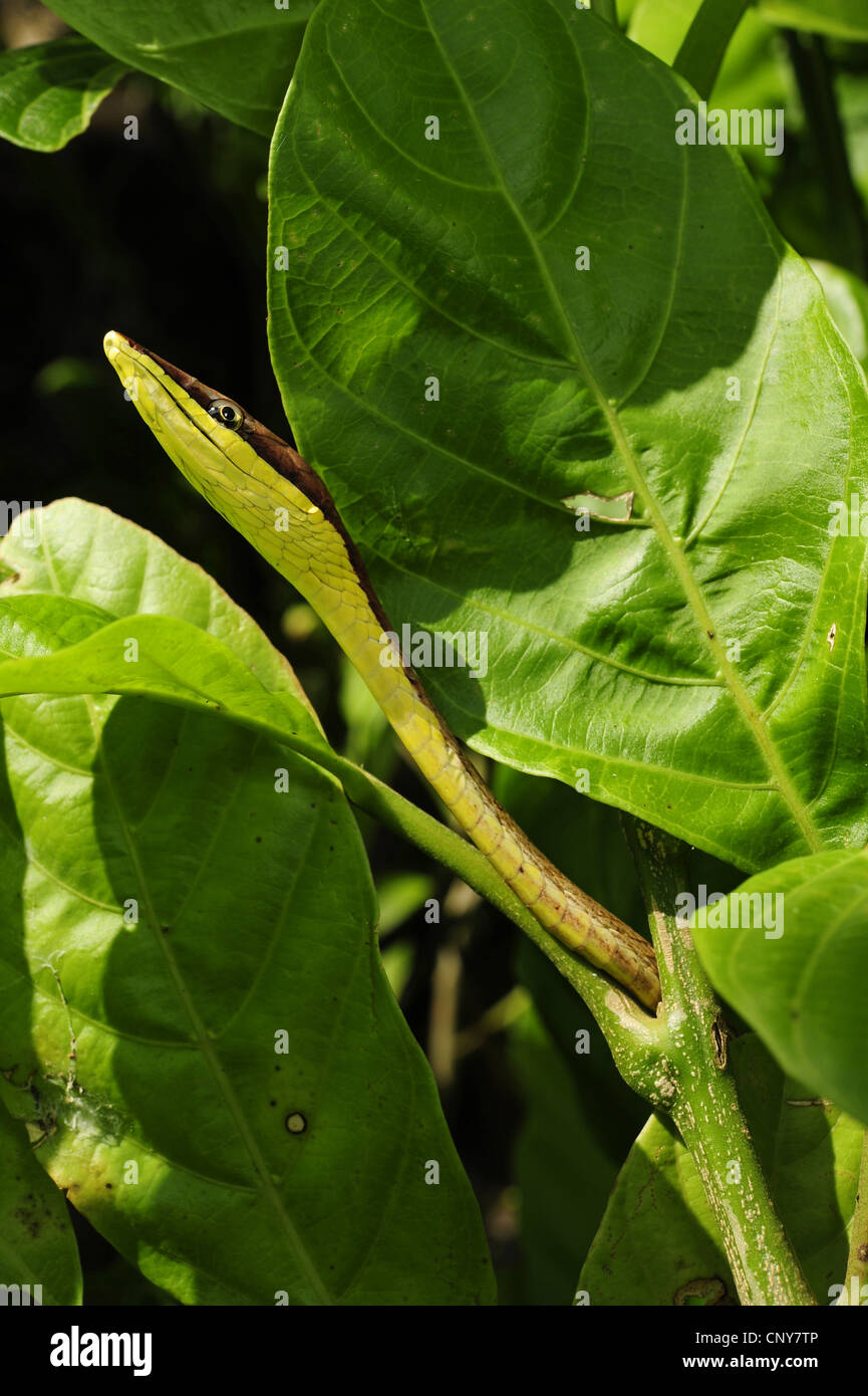 Vitigno messicano snake (Oxybelis aeneus), ritratto, Honduras, La Mosquitia, Las Marias Foto Stock