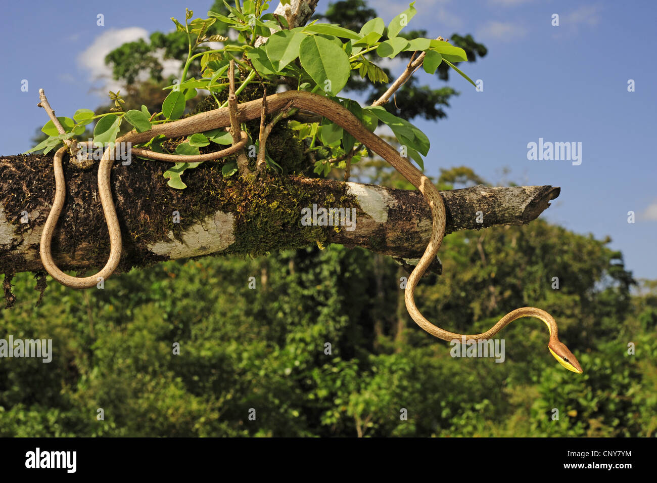 Vitigno messicano snake (Oxybelis aeneus), arrampicata su un albero, Honduras, La Mosquitia, Las Marias Foto Stock