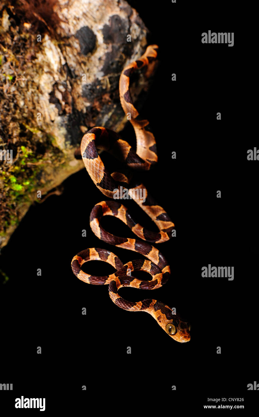 Blunt-testa di serpente ad albero (Imantodes cenchoa), in corrispondenza di un tronco di albero, Honduras, La Mosquitia, Las Marias Foto Stock