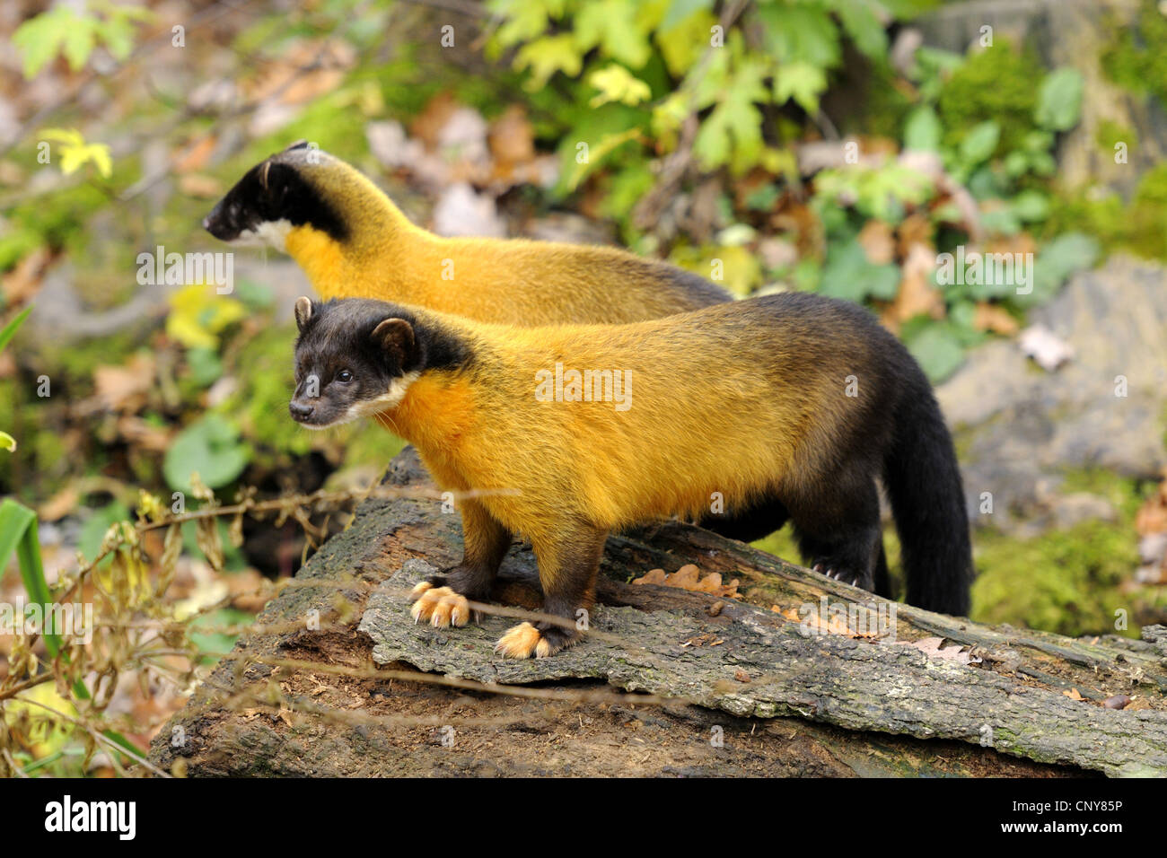 Giallo-throated martora, Kharza (Martes flavigula), due individui sulla forestground Foto Stock