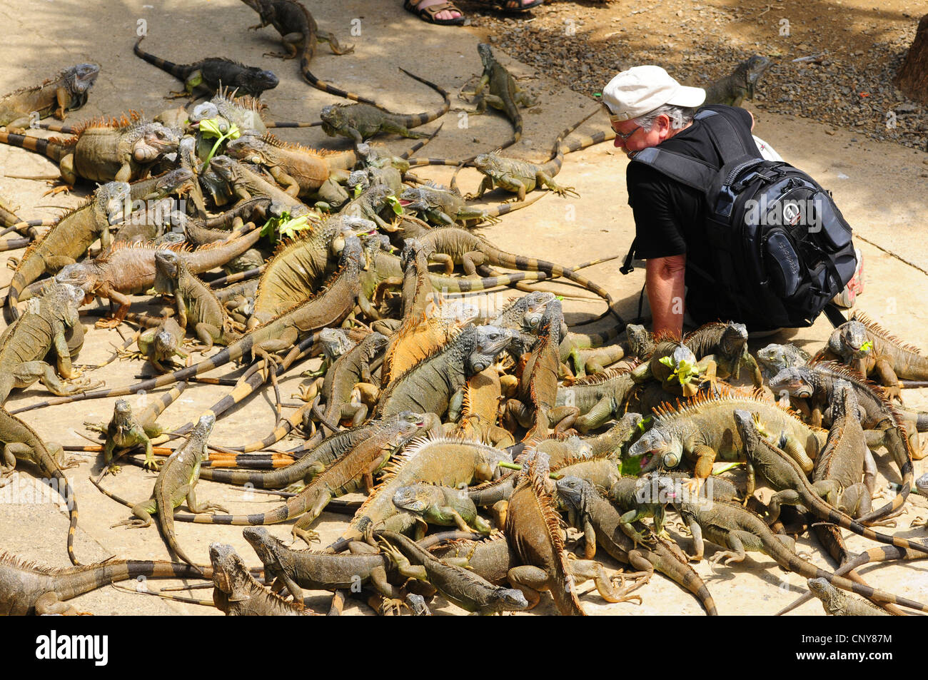 Iguana verde, comune (iguana Iguana iguana), turistico con iguana in una stazione di allevamento, Honduras Foto Stock