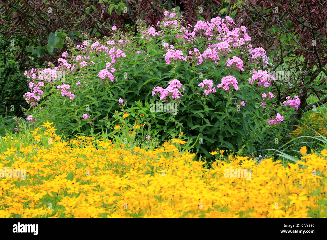 Caduta phlox, giardino phlox (Phlox paniculata), che fiorisce in un giardino con Coreopsis Foto Stock