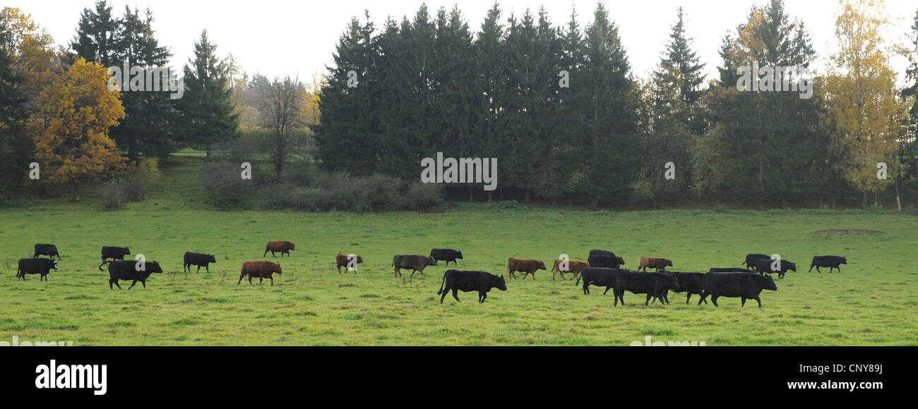 Gli animali domestici della specie bovina (Bos primigenius f. taurus), la mandria di tori su un pascolo tornare indietro a piedi alla stalla, Germania Foto Stock