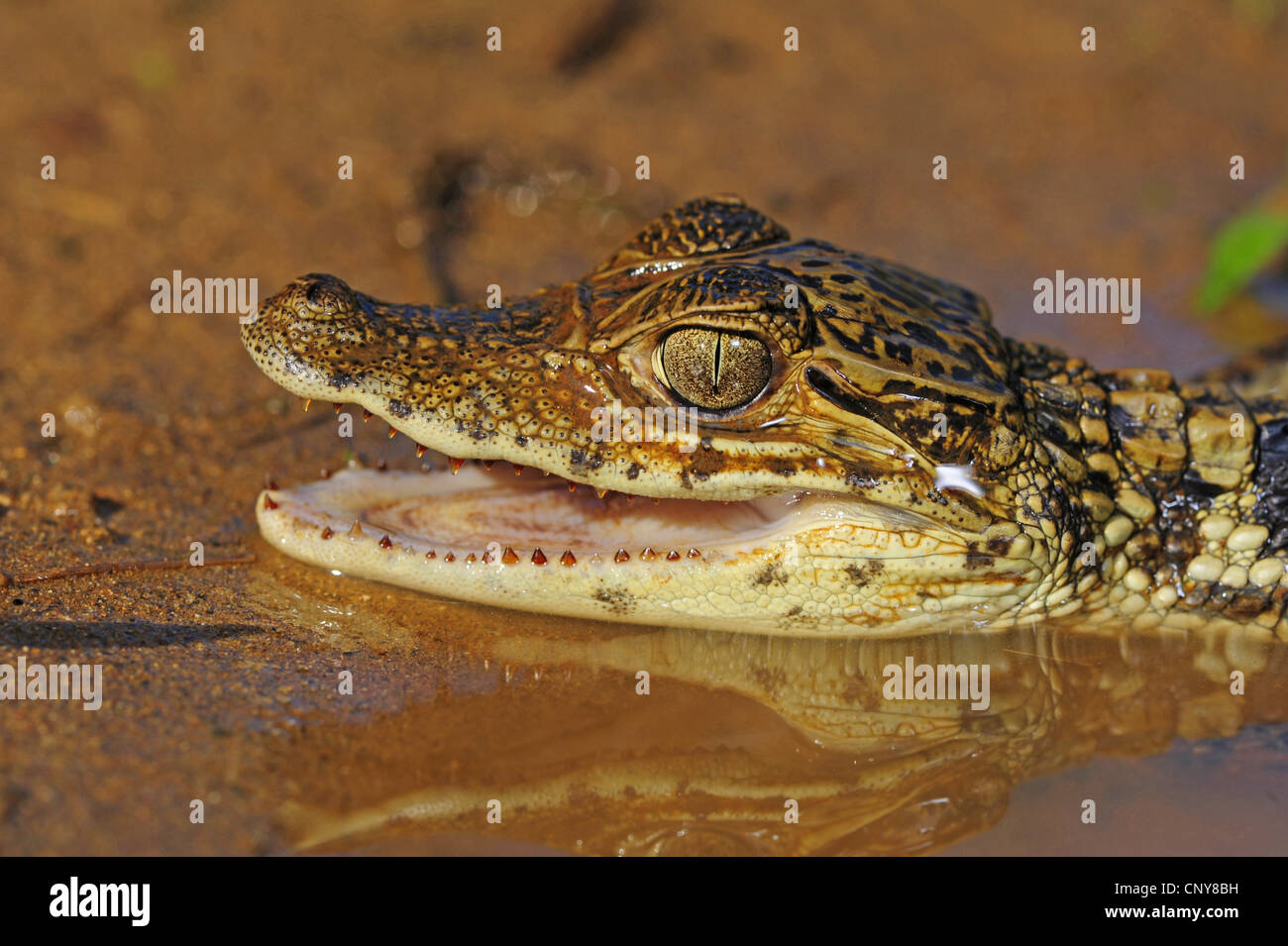 Paraguaiane (caimano yacare caimano, Caimano yacare crocodilus), il ritratto di un bambino con la bocca aperta, Honduras, La Mosquitia, Las Marias Foto Stock