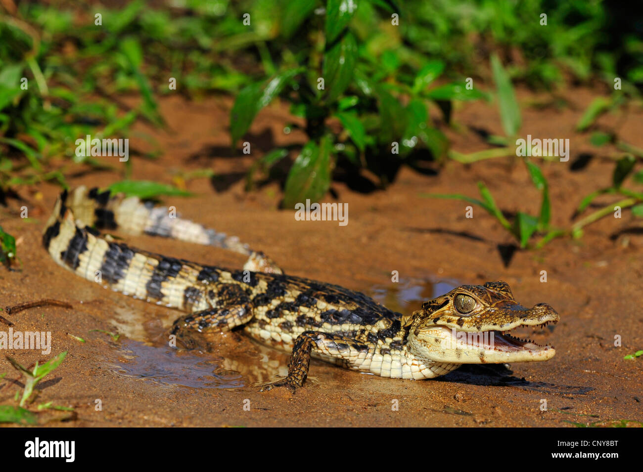 Paraguaiane (caimano yacare caimano, Caimano yacare crocodilus), Bambino giacente sul lungomare, Honduras, La Mosquitia, Las Marias Foto Stock
