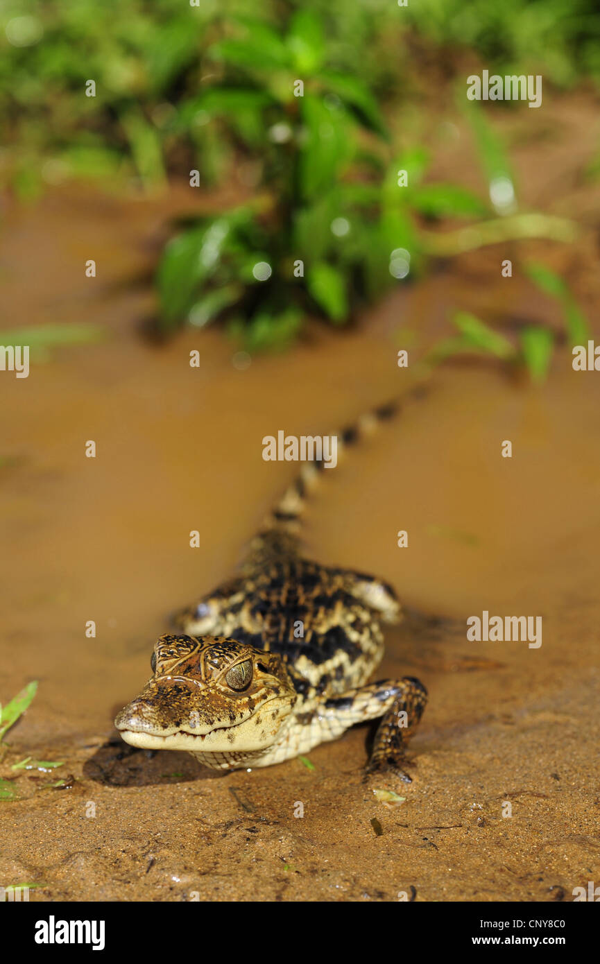 Paraguaiane (caimano yacare caimano, Caimano yacare crocodilus), Bambino giacente sul lungomare, Honduras, La Mosquitia, Las Marias Foto Stock