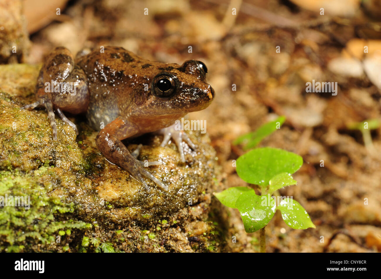 Sabinal Frog (Leptodactylus melanotus), seduto a terra, Honduras, Roatan, isole di Bay Foto Stock