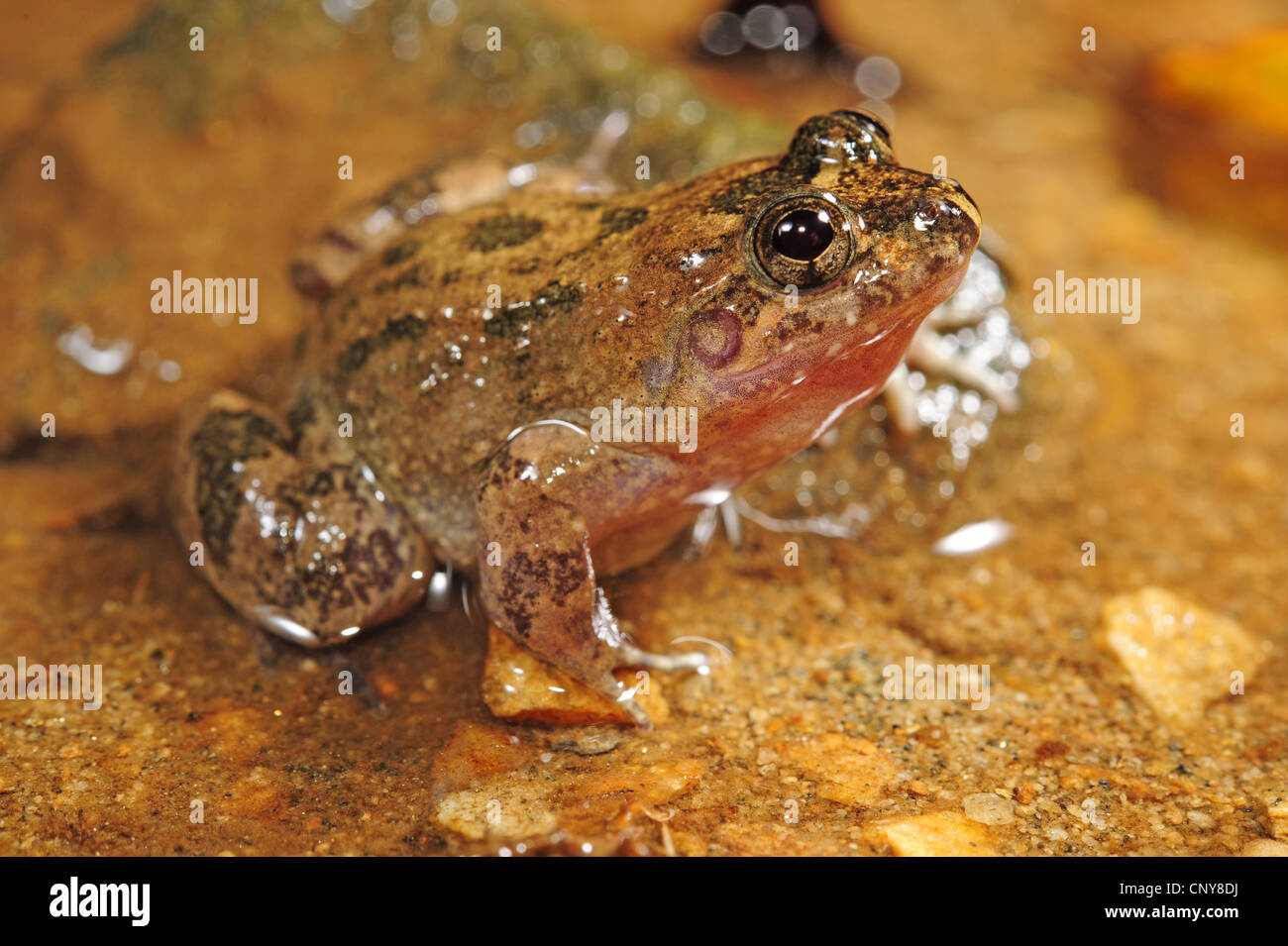 Sabinal Frog (Leptodactylus melanotus), seduto a terra, Honduras, Roatan, isole di Bay Foto Stock