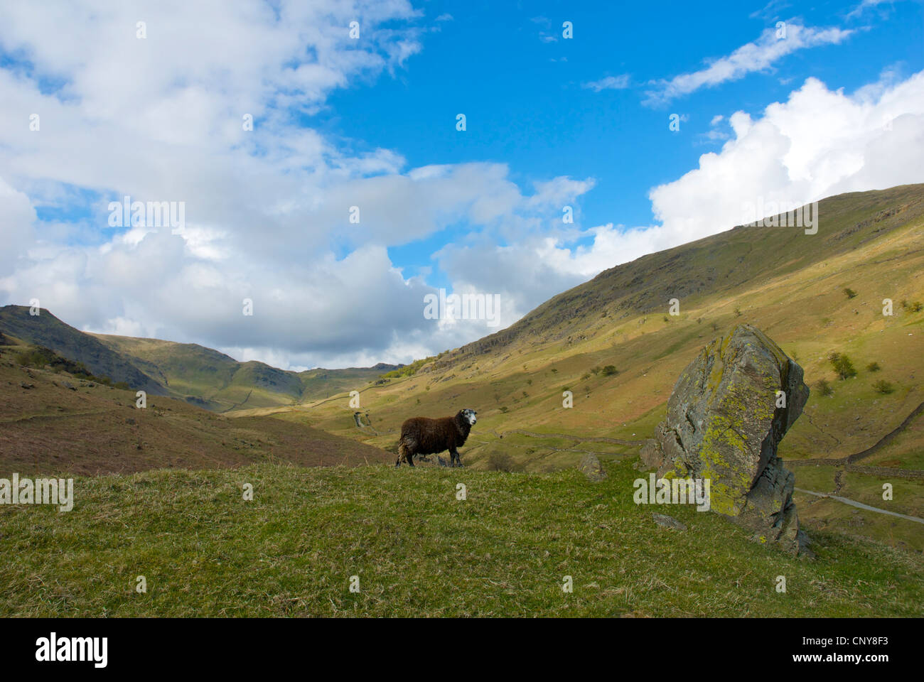 Scandale è caduto - e Herdwick ovini - vicino a Ambleside, Parco Nazionale del Distretto dei Laghi, Cumbria, England Regno Unito Foto Stock