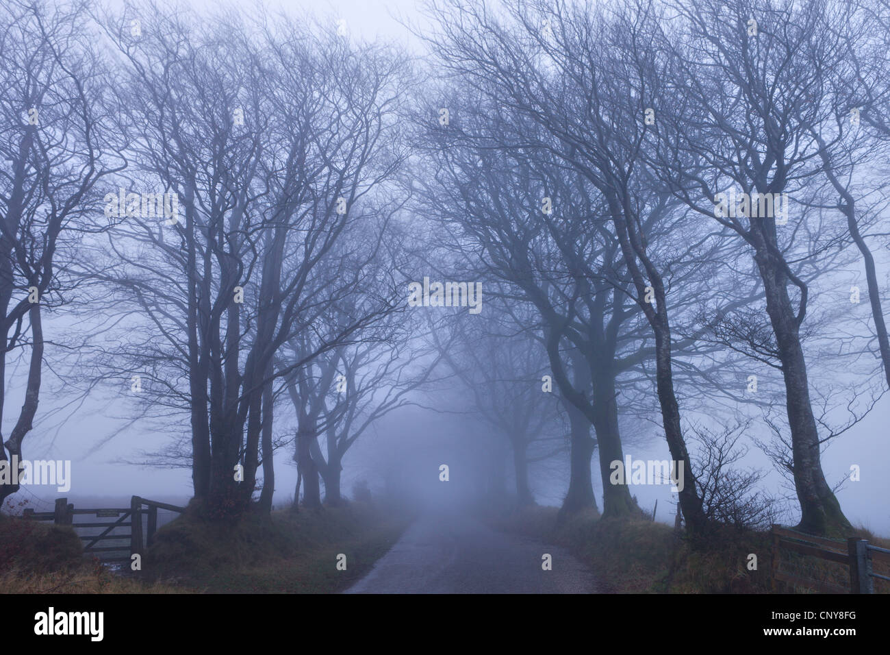 Foggy inverno mattina lungo un viale alberato lane near Northmoor comune, Parco Nazionale di Exmoor, Somerset, Inghilterra Foto Stock