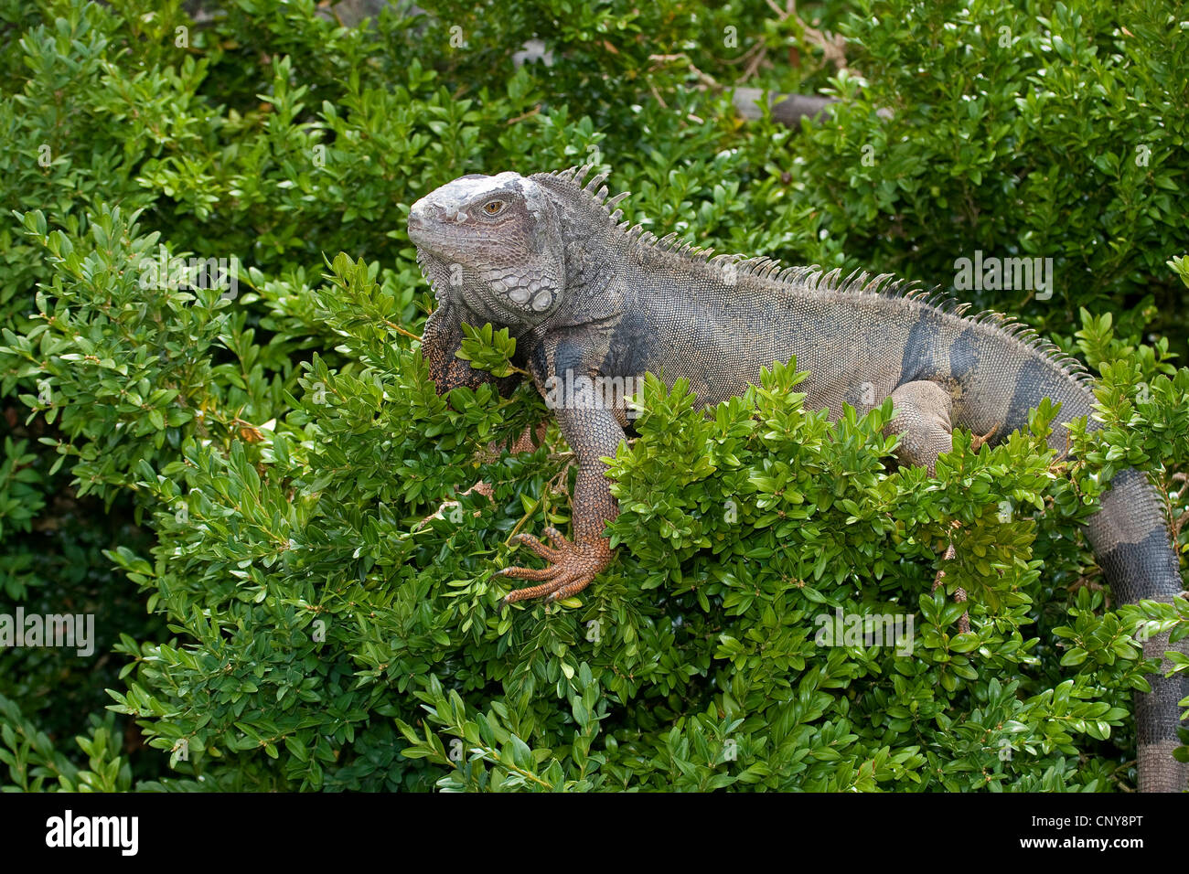 Iguana verde, comune (iguana Iguana iguana), seduti su legno di bosso Foto Stock