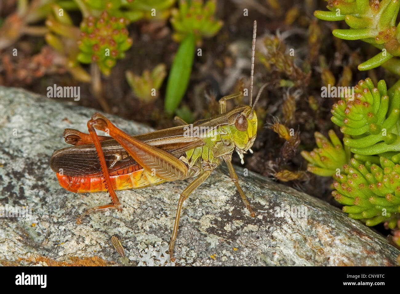 Stripe-winged grasshopper, foderati grasshopper (Stenobothrus lineatus), maschile seduto su di una pietra Foto Stock