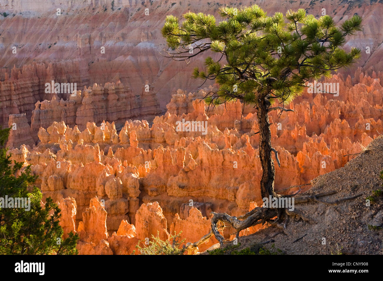 Agile pine (Pinus flexilis), crescendo in corrispondenza del bordo di Bryce Canyon con Hoodoos di 'silenzio città', USA Utah, Parco Nazionale di Bryce Canyon, Colorado Plateau Foto Stock