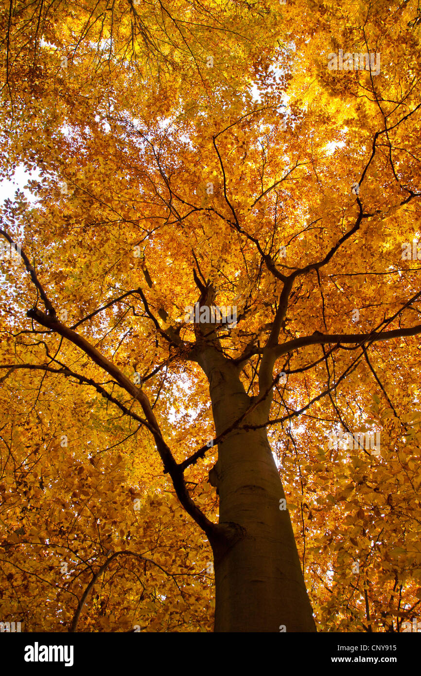 Comune di faggio (Fagus sylvatica), vista nella struttura corona in autunno, in Germania, in Baviera Foto Stock