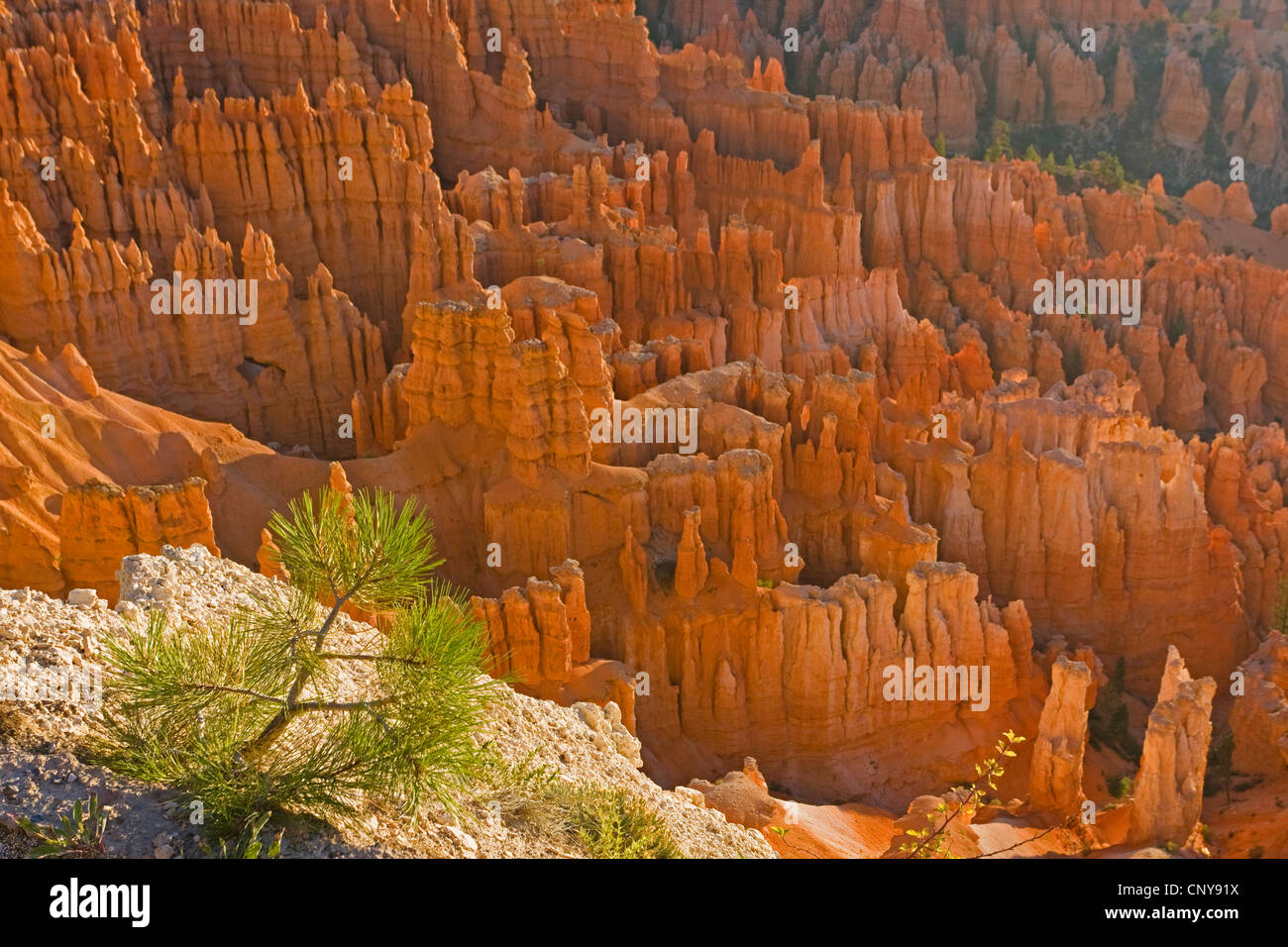 Ponderosa Pine, western yellow pine, blackjack, pino bull pine (Pinus ponderosa), poco pine presso il bordo del canyon di fronte weirdly hoodoos sagomato di 'silenzio città', USA Utah, Parco Nazionale di Bryce Canyon, Colorado Plateau Foto Stock