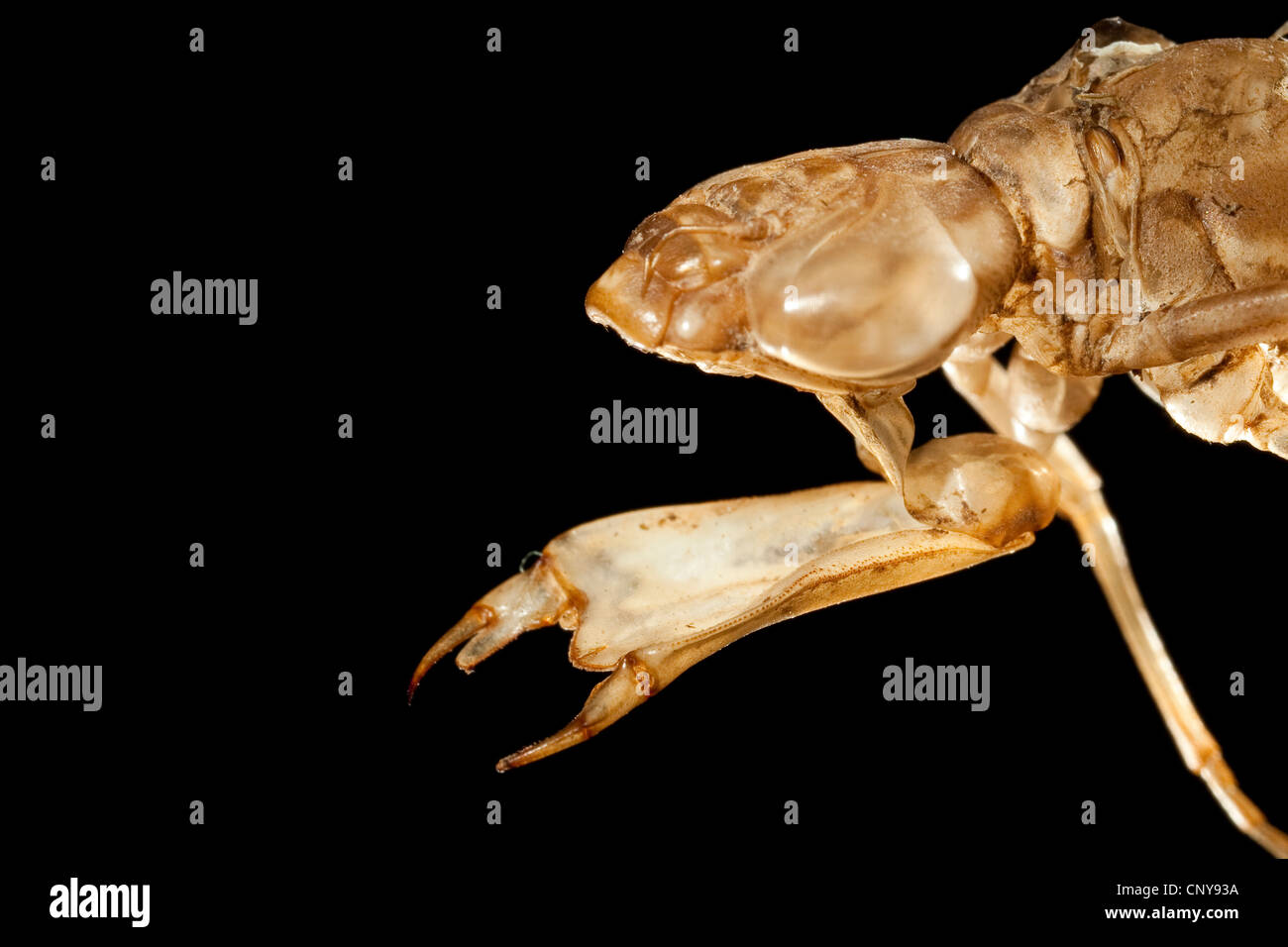 L'imperatore libellula (Anax imperator), il ritratto di una larva con l'apparato boccale con maschera Foto Stock