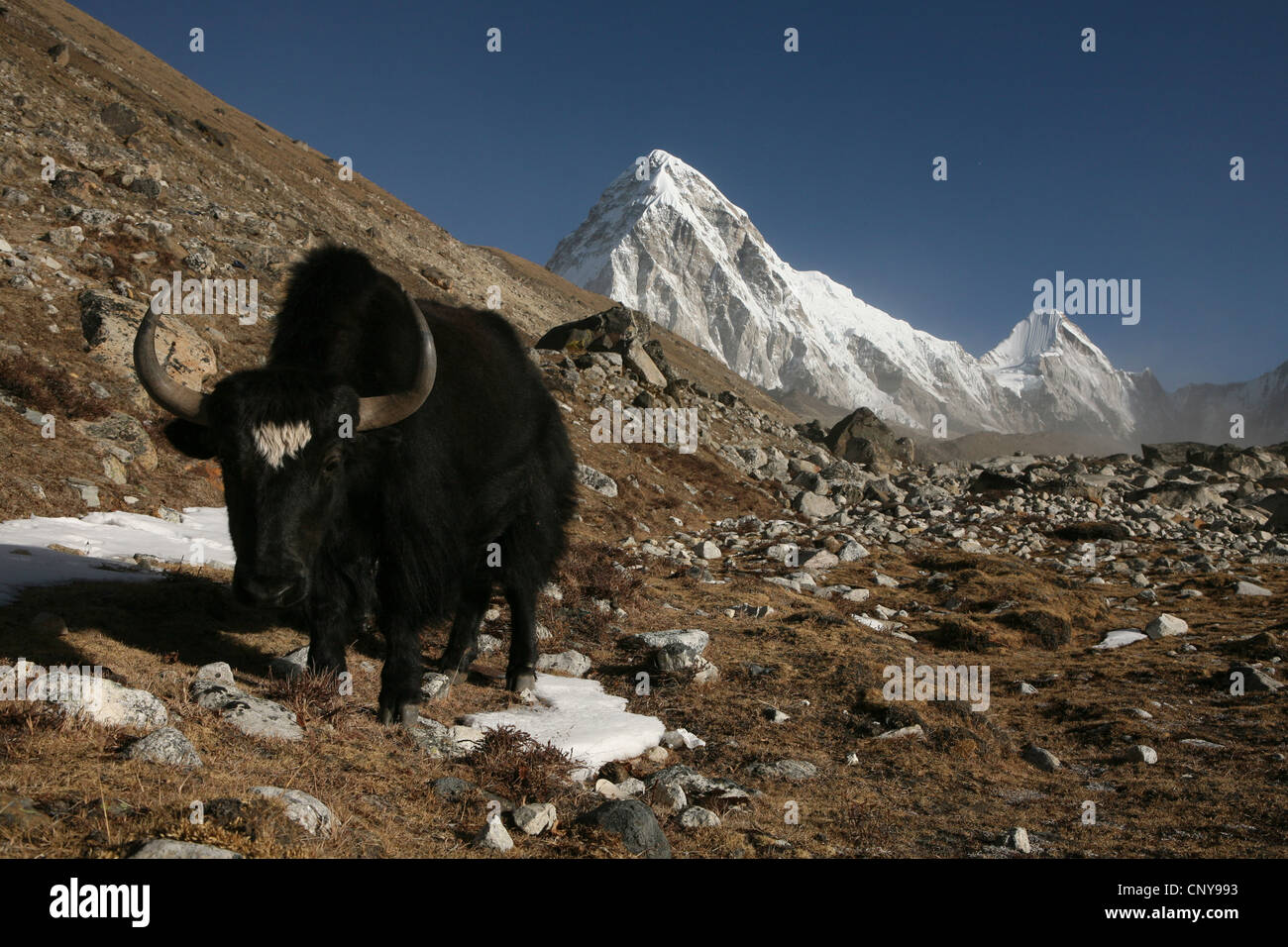 Yak nella parte anteriore del monte Pumori (7,161 m) nella regione di Khumbu in Himalaya, Nepal. Vista da vicino a Lobuche village. Foto Stock