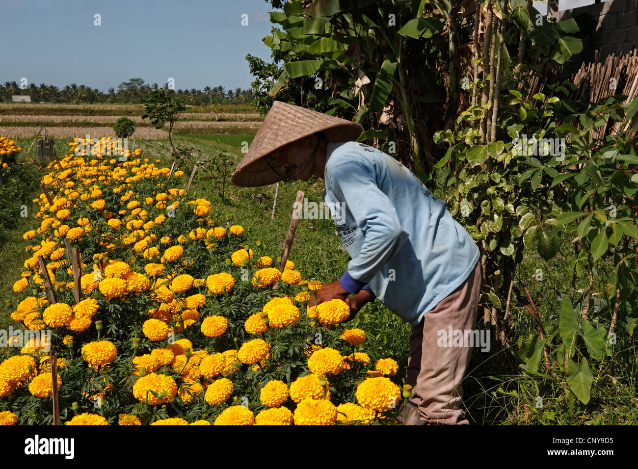 Un agricoltore balinese indossando un tradizionale cappello conico e tendendo i fiori Foto Stock