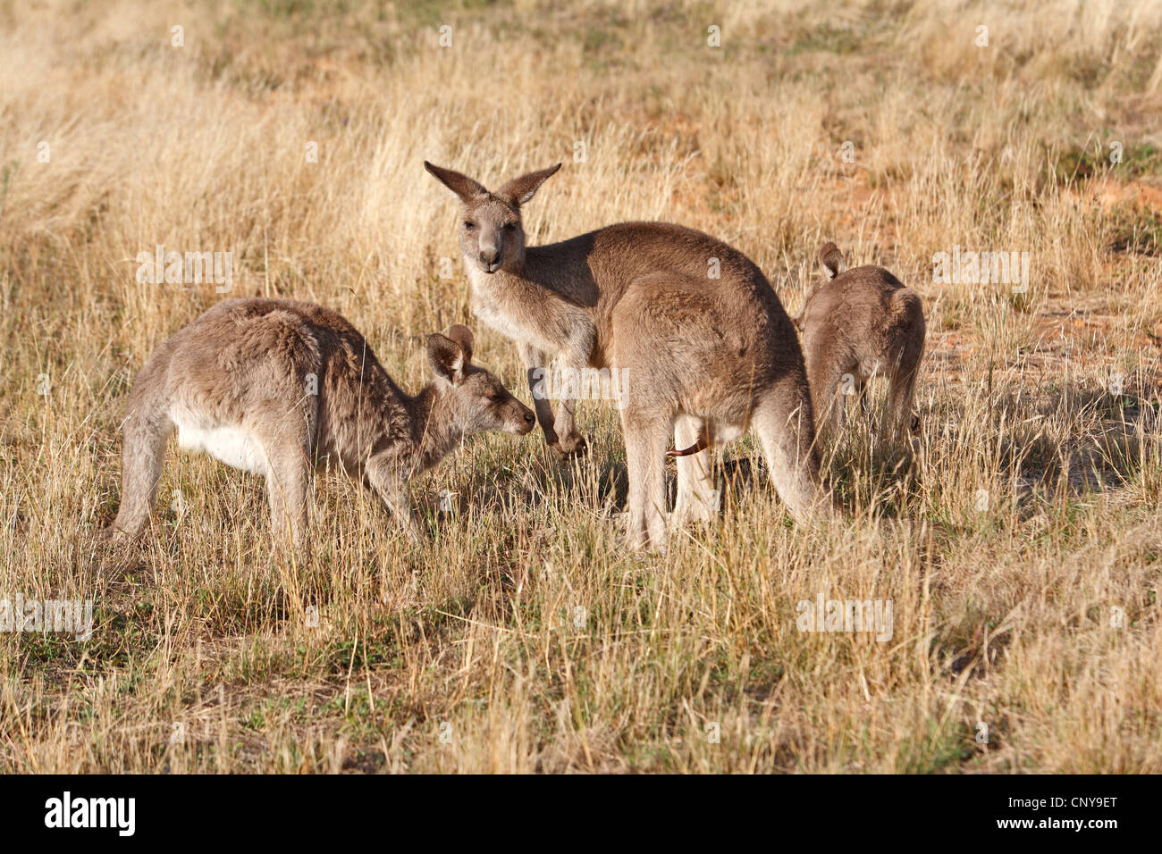 Tre grigio orientale canguri, Macropus giganteus. Vi è una maggiore maschio o buck, in centro e il suo pene eretto può essere visto Foto Stock