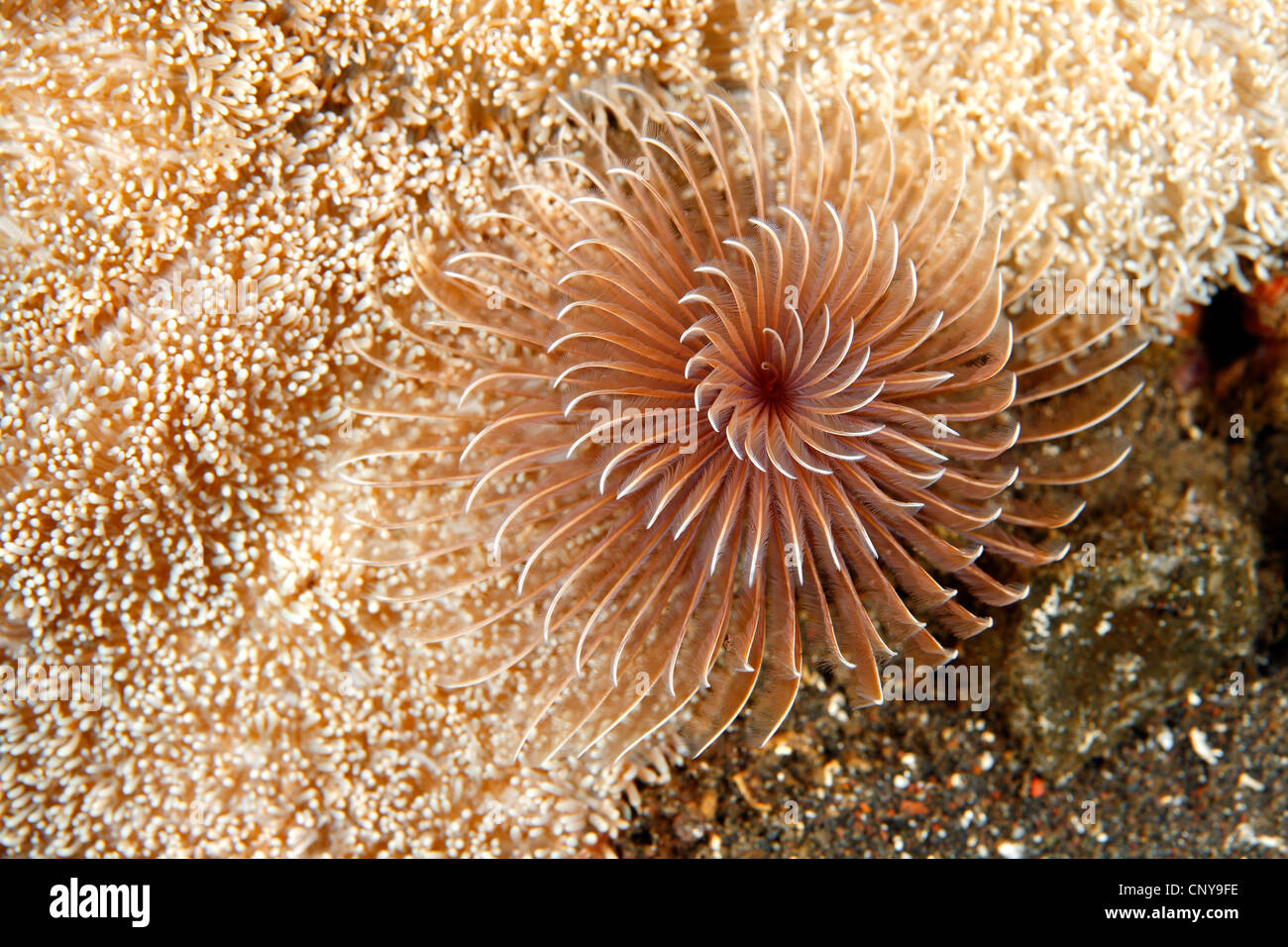 Pinnate tentacoli della ventola di un worm Bispira sp. Questi tentacoli sono usati per filtri di alimentazione e respirazione. Foto Stock